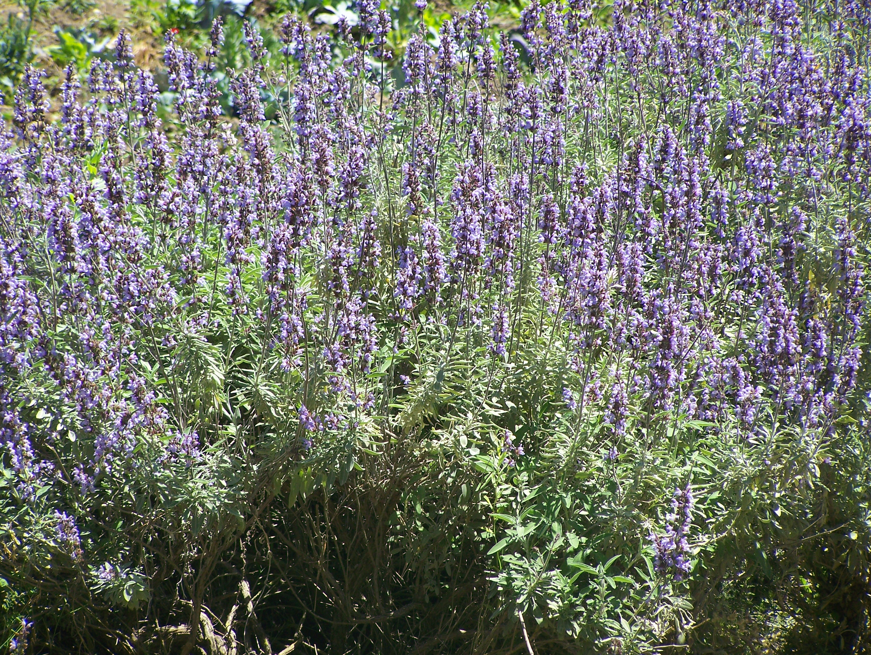 File:Purple bush.jpg - Wikimedia Commons