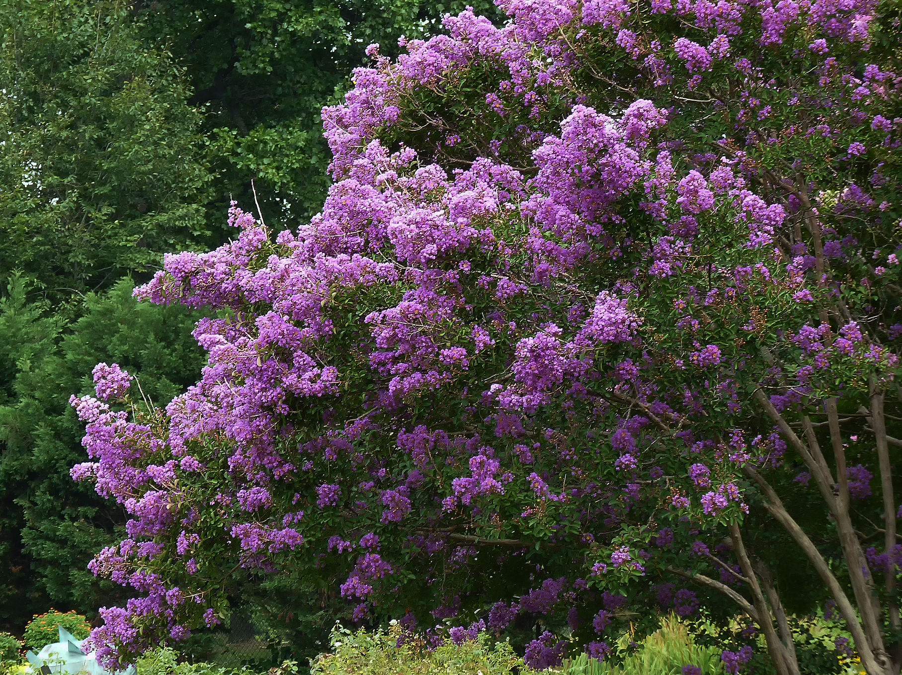 File:A purple flowering bush..jpg - Wikimedia Commons