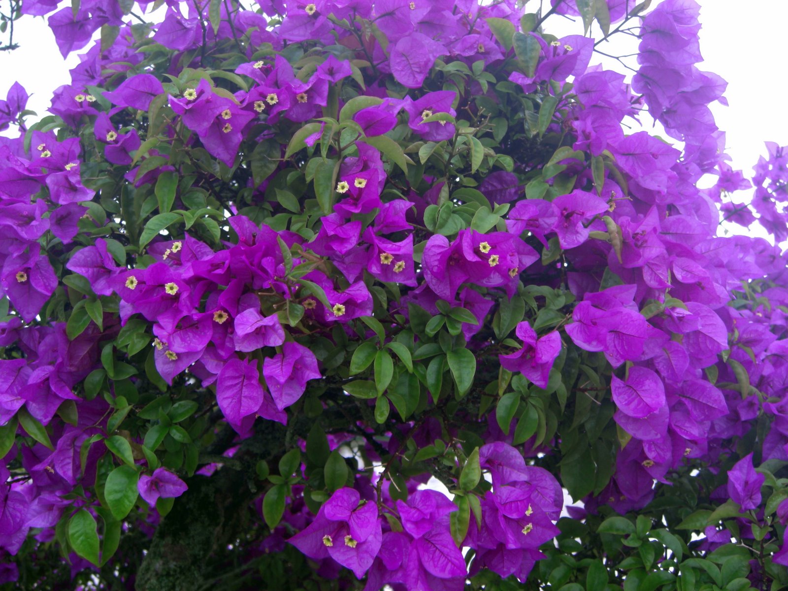 File:Purple bush of bougainvilliers.jpg - Wikimedia Commons