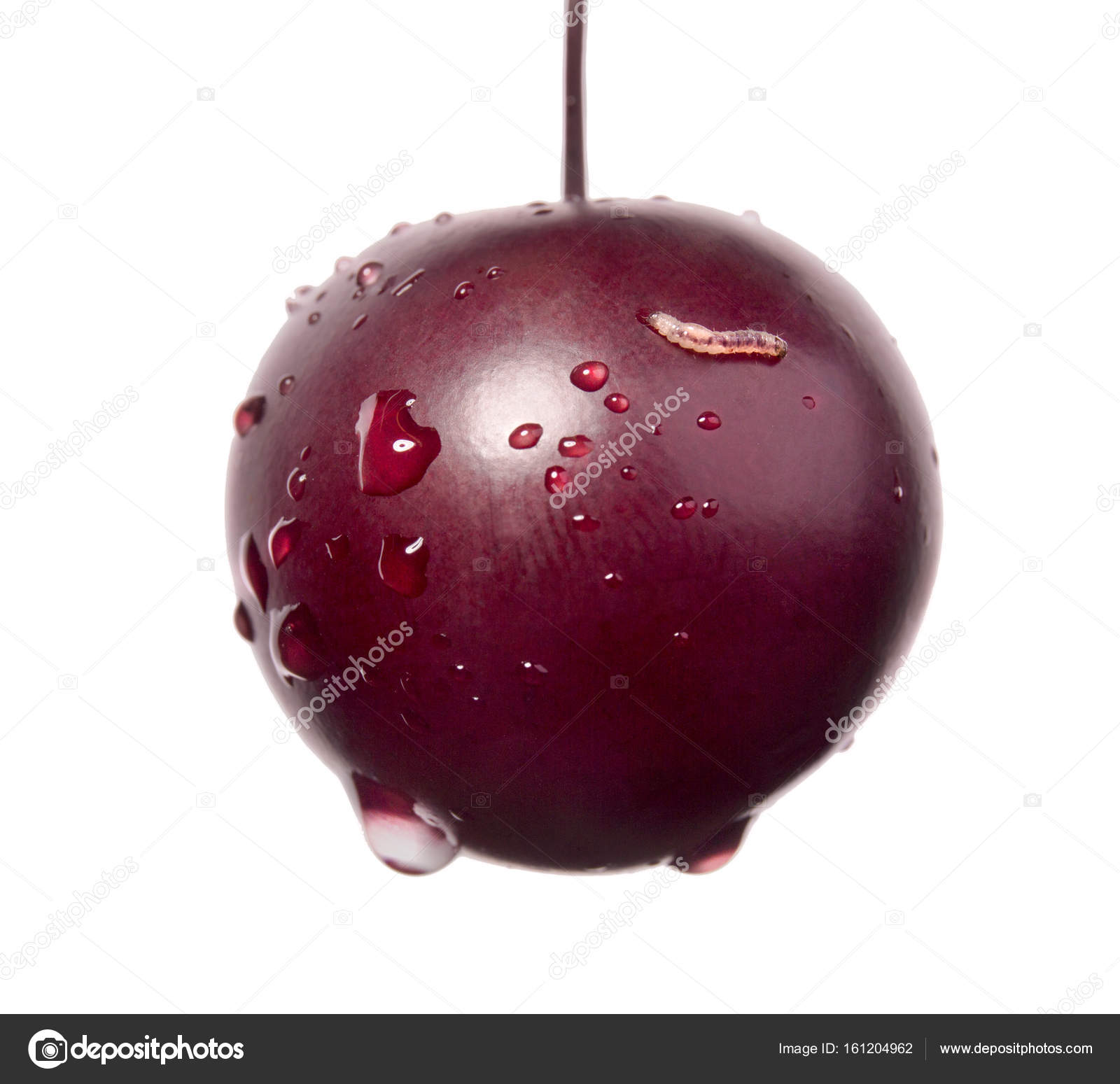 A saturated purple cherry isolated on a white background. A close-up ...