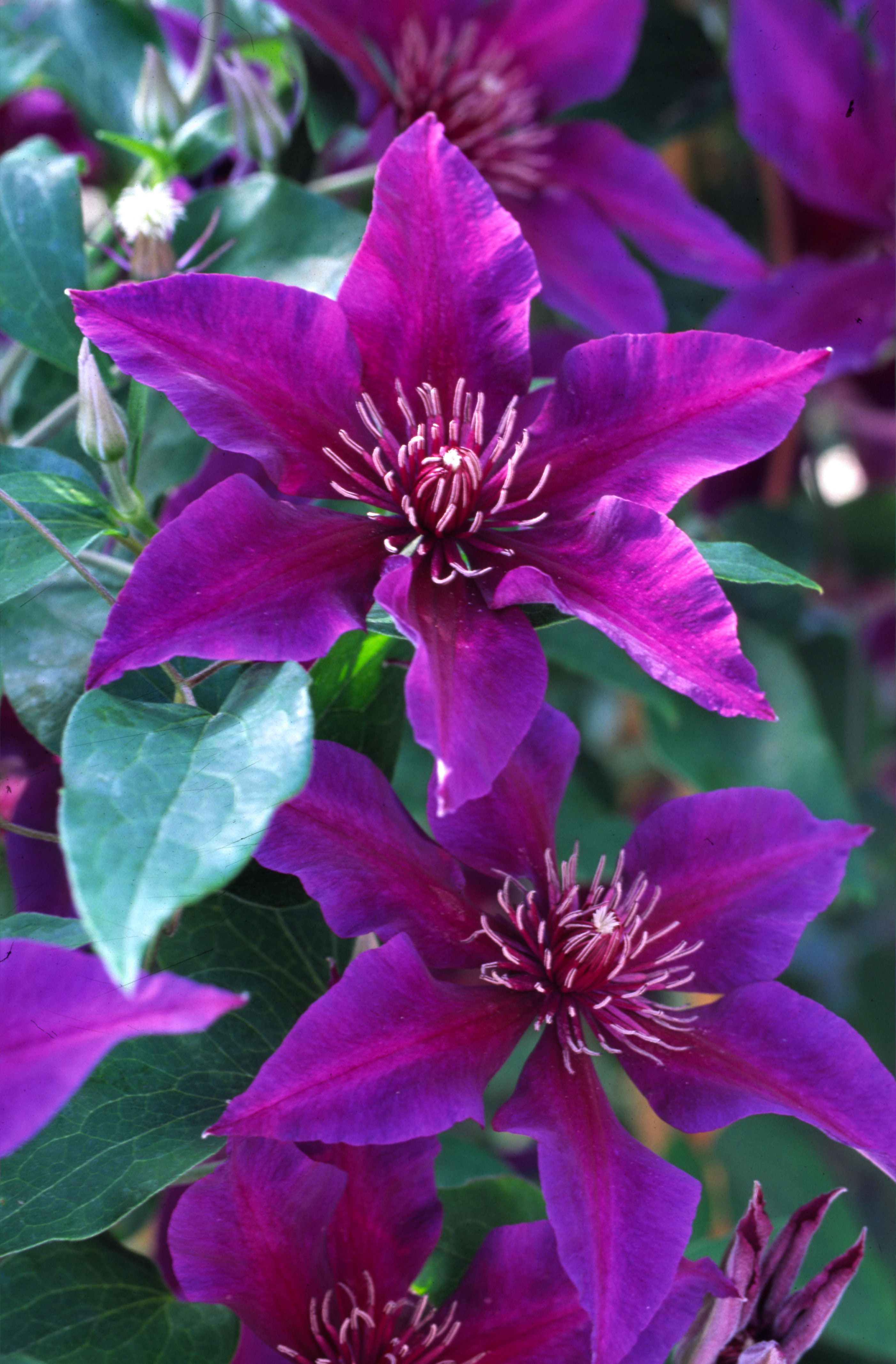 Purple Varieties – Donahue's Greenhouse