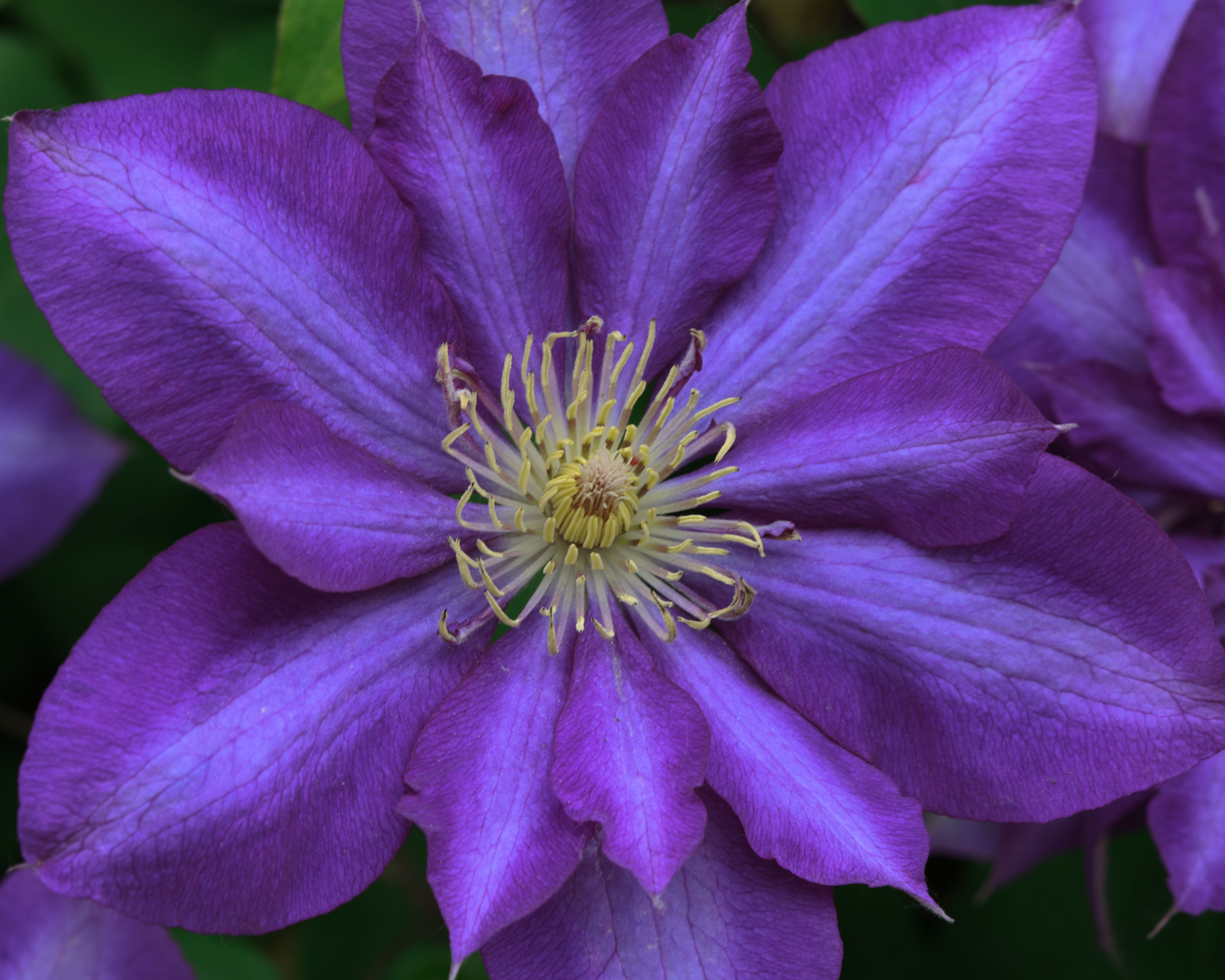 File:Purple Clematis.jpg - Wikimedia Commons