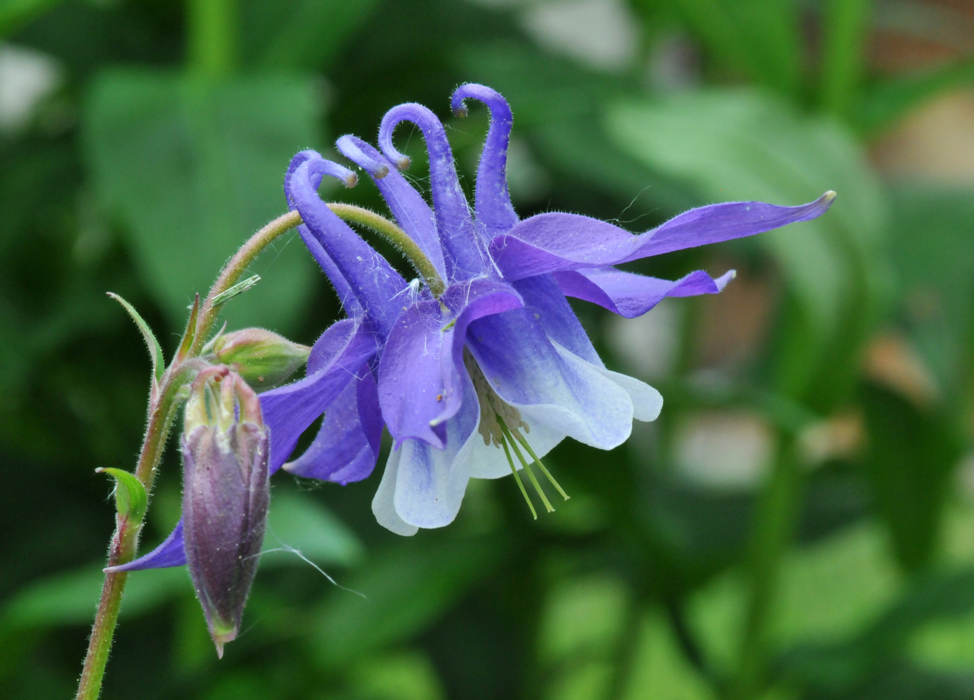 Columbine and Hummingbirds – Petals and Wings
