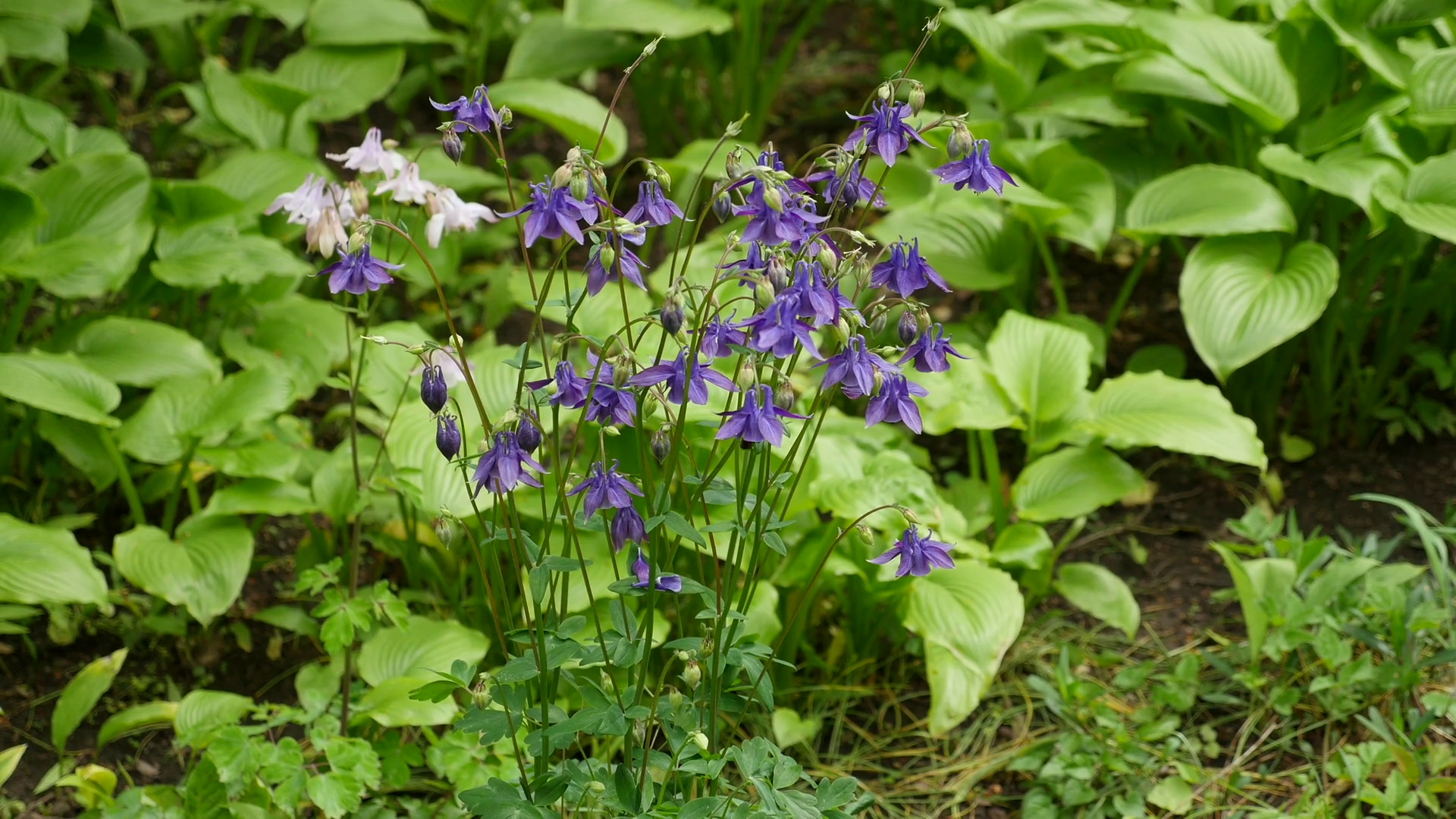 purple columbine flower in garden Stock Video Footage - Videoblocks