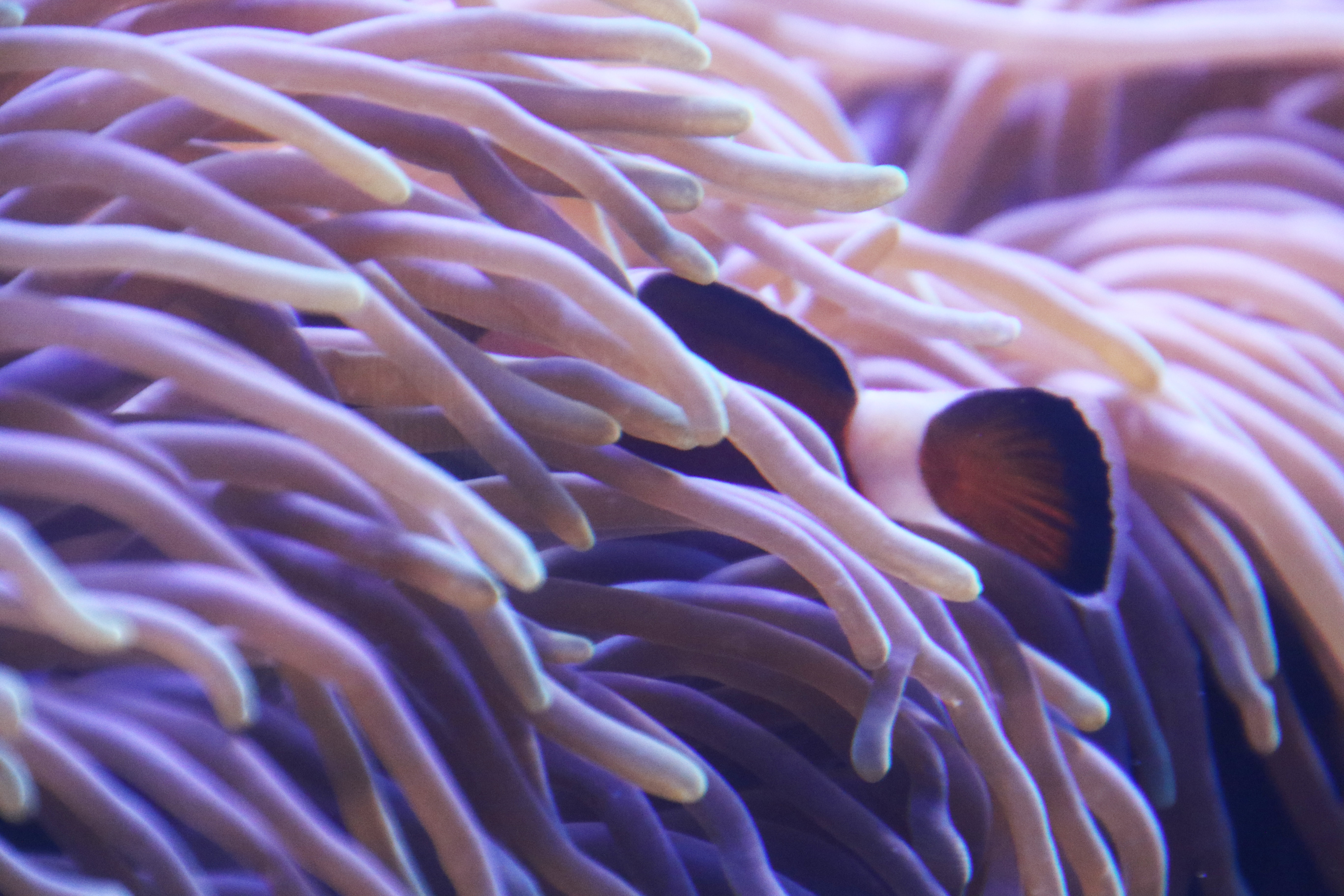 Purple coral in the sea photo