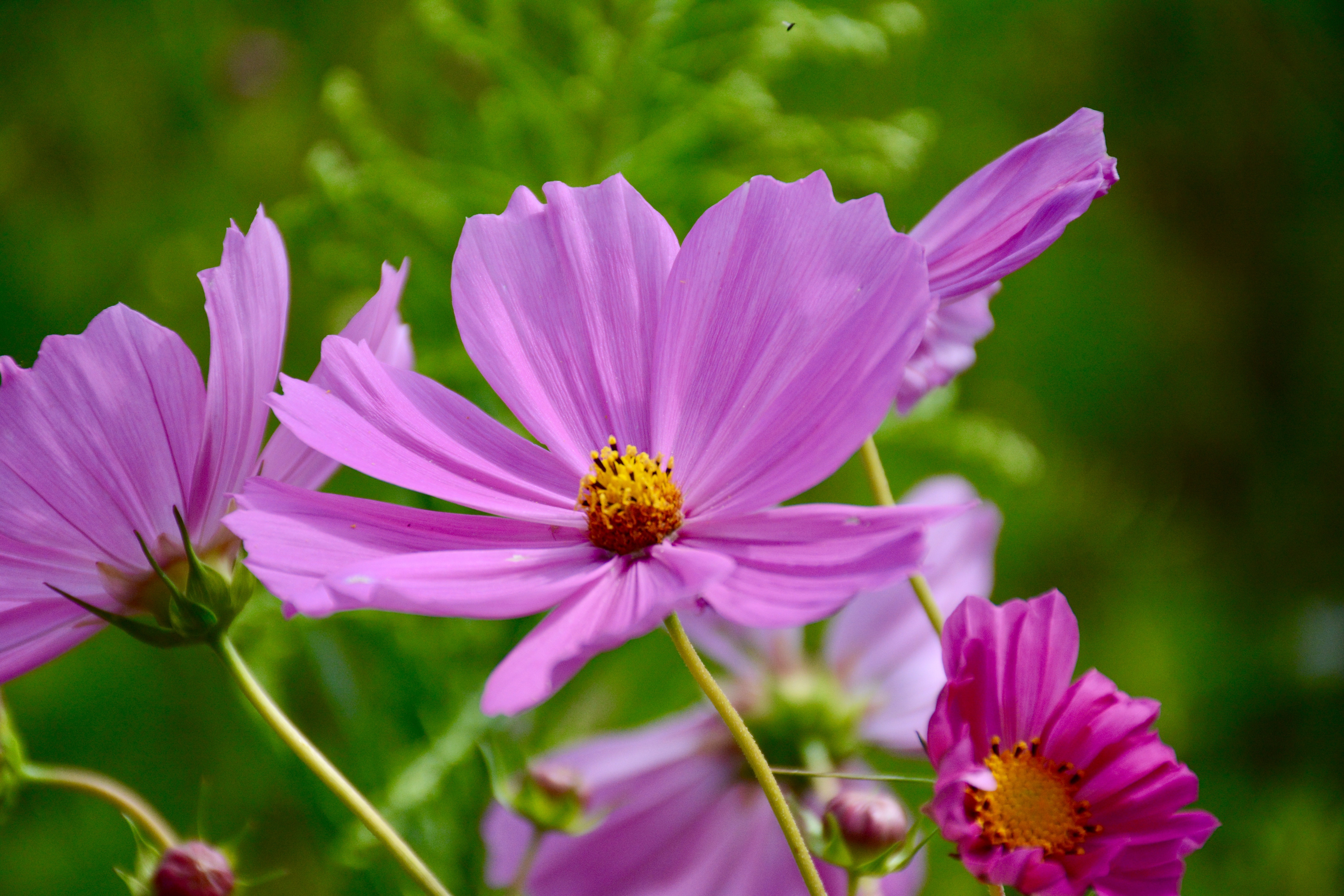 Purple cosmos flower in closeup photo