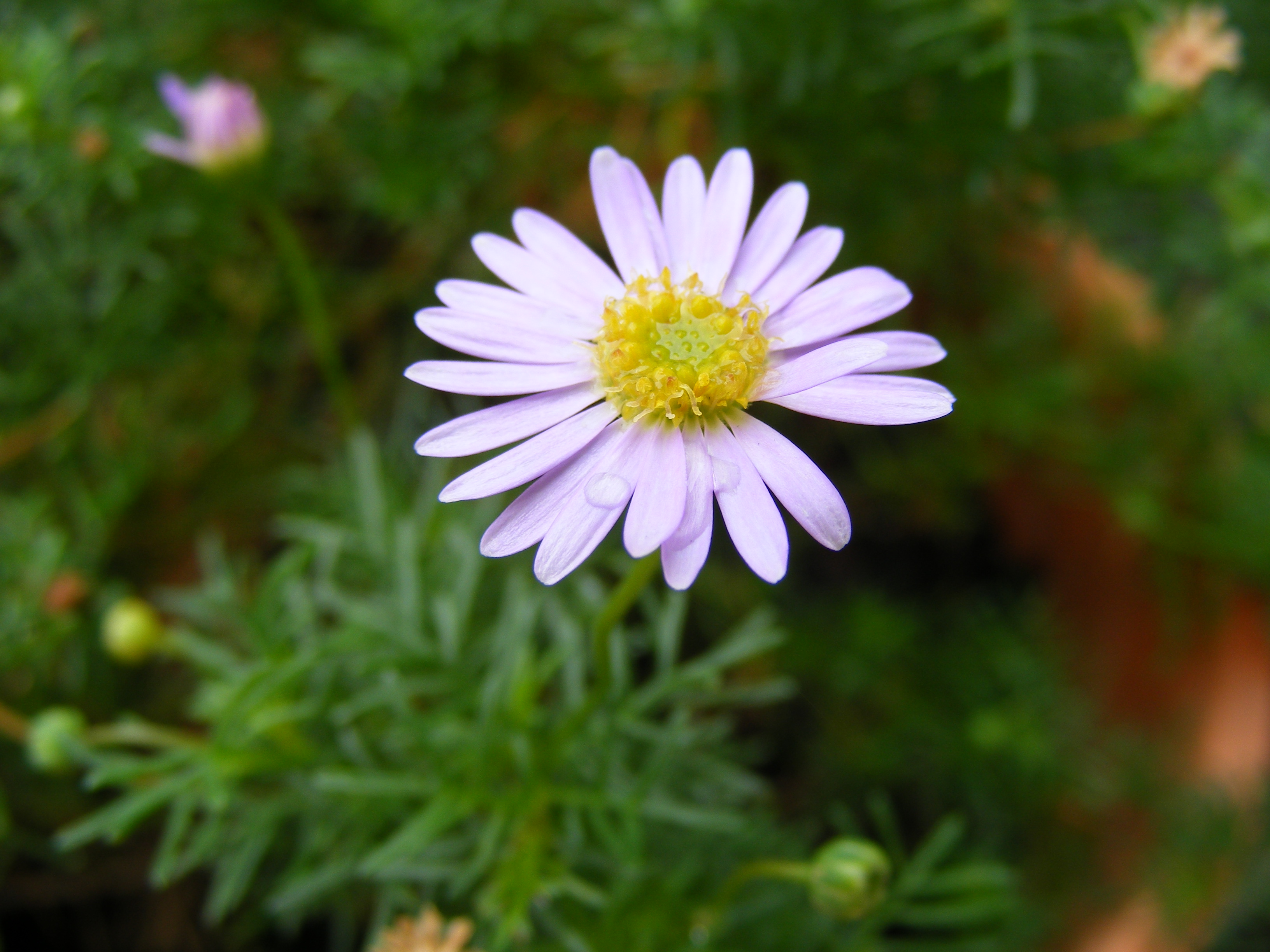 Purple daisy flower photo