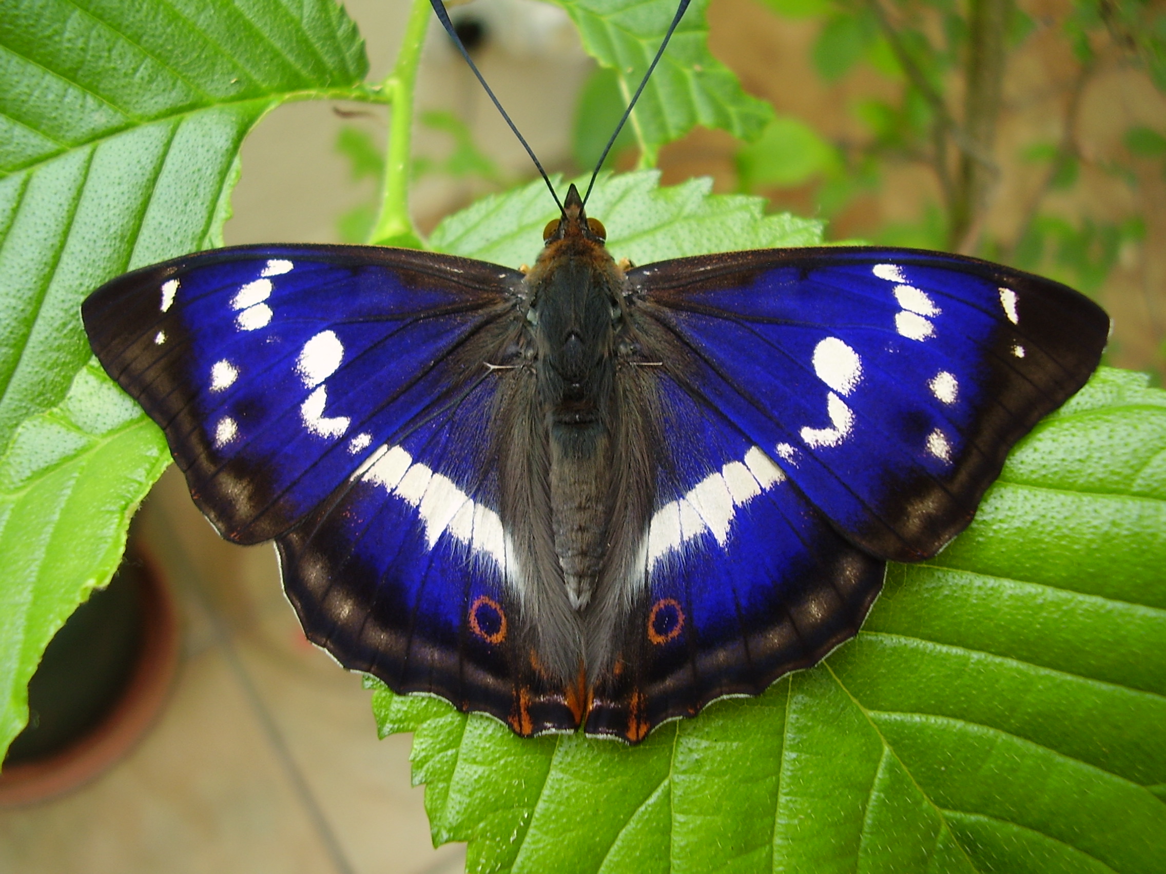 Devon Butterflies » Purple Emperor ©devonbutterflies