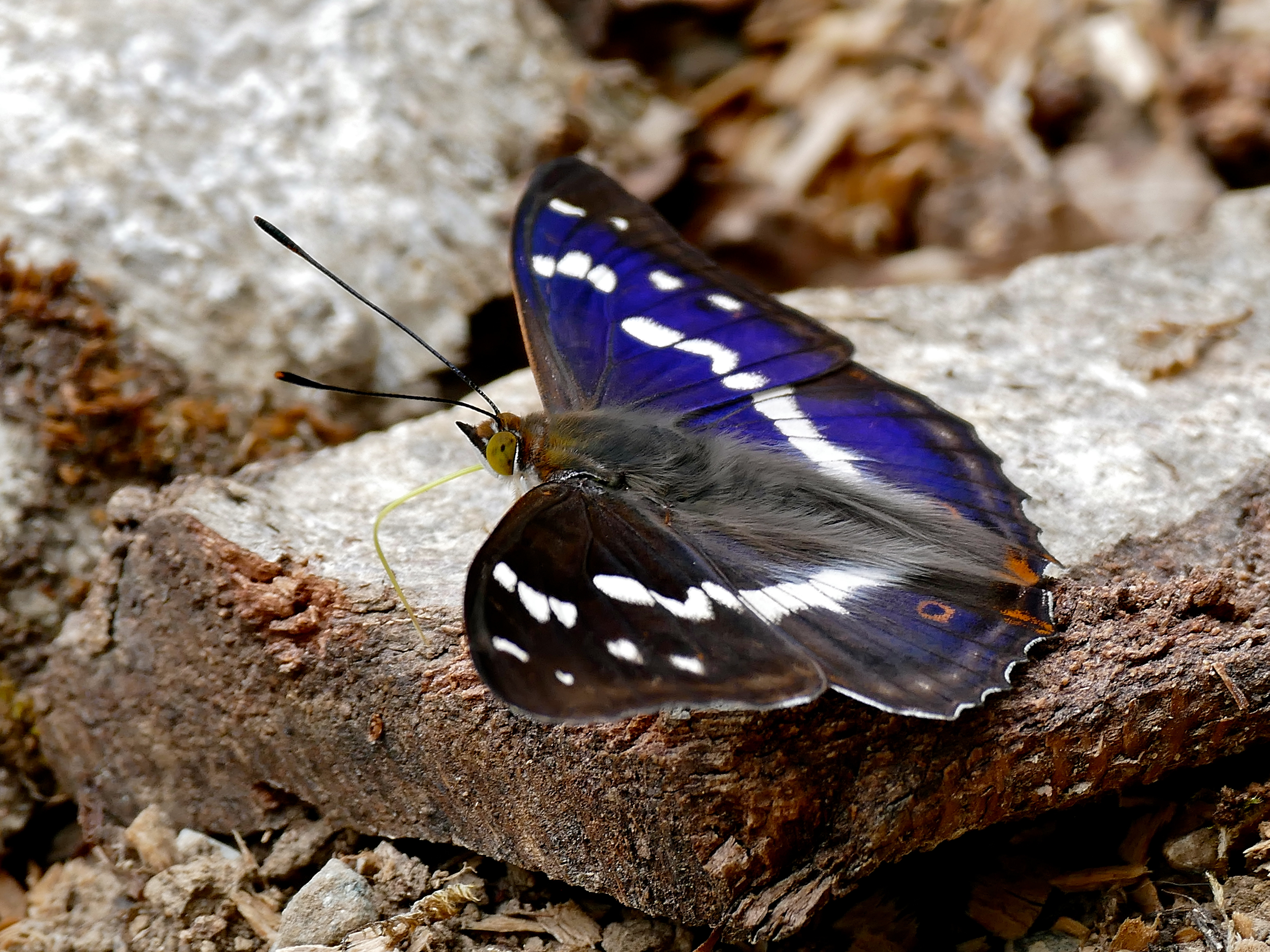 File:Purple Emperor (Apatura iris) male (35380442921).jpg ...