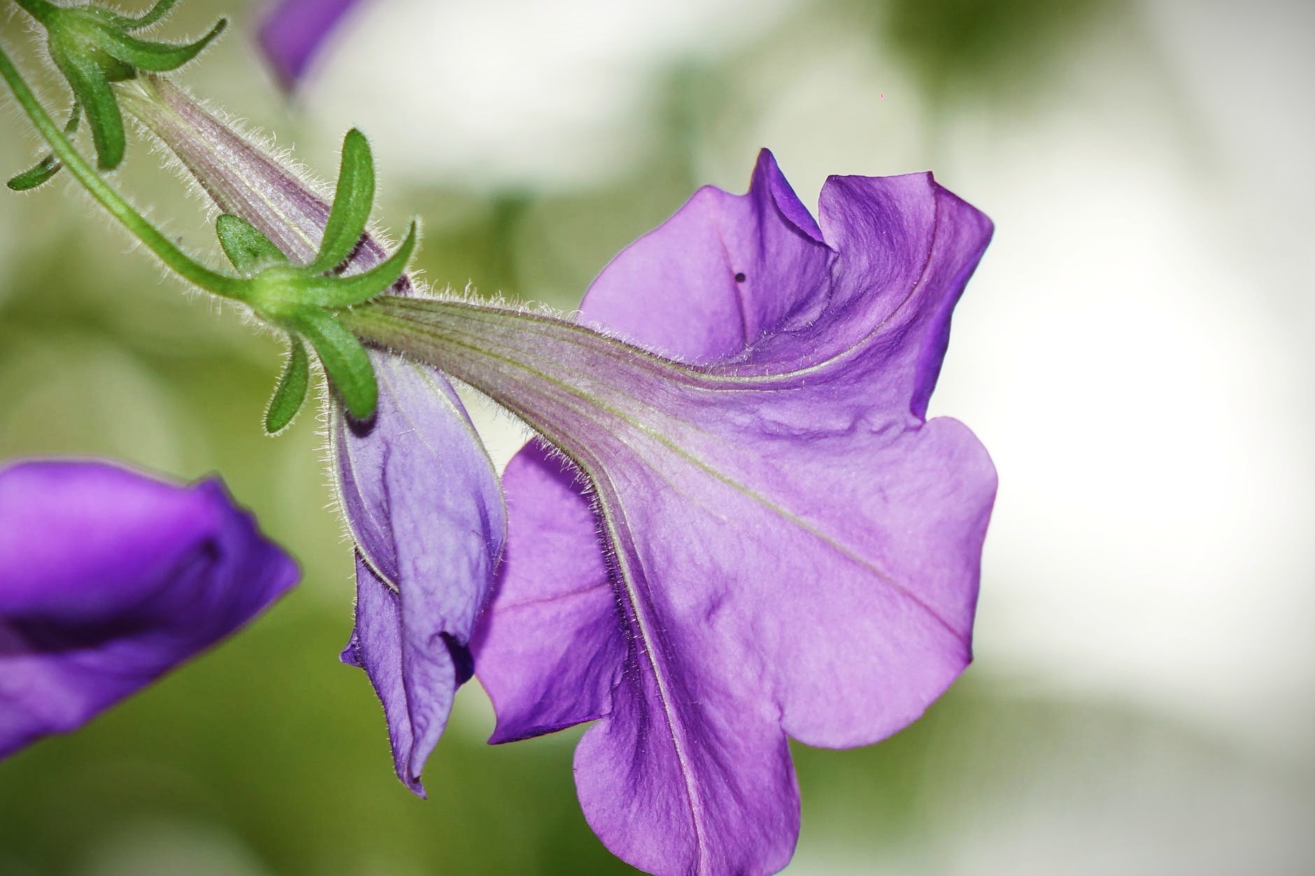 Purple Flower — Steemit