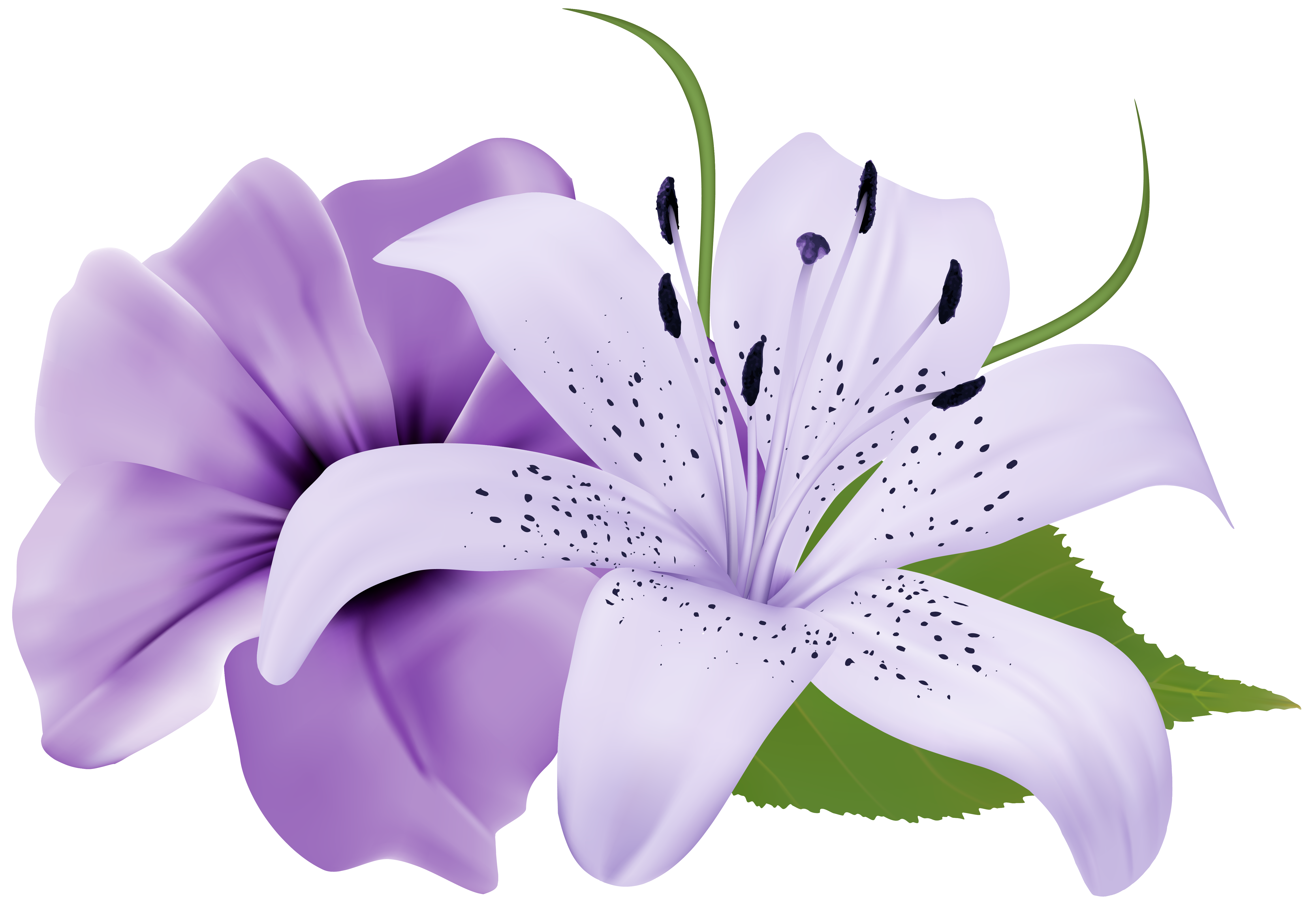 Purple Two Exotic Flowers PNG Clipart Image | Gallery Yopriceville ...