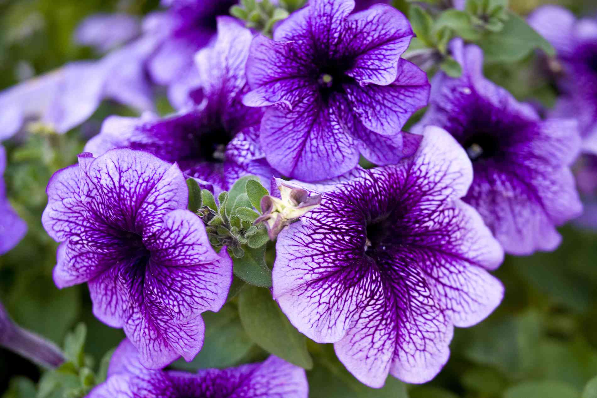 Pictures of Purple Flowers