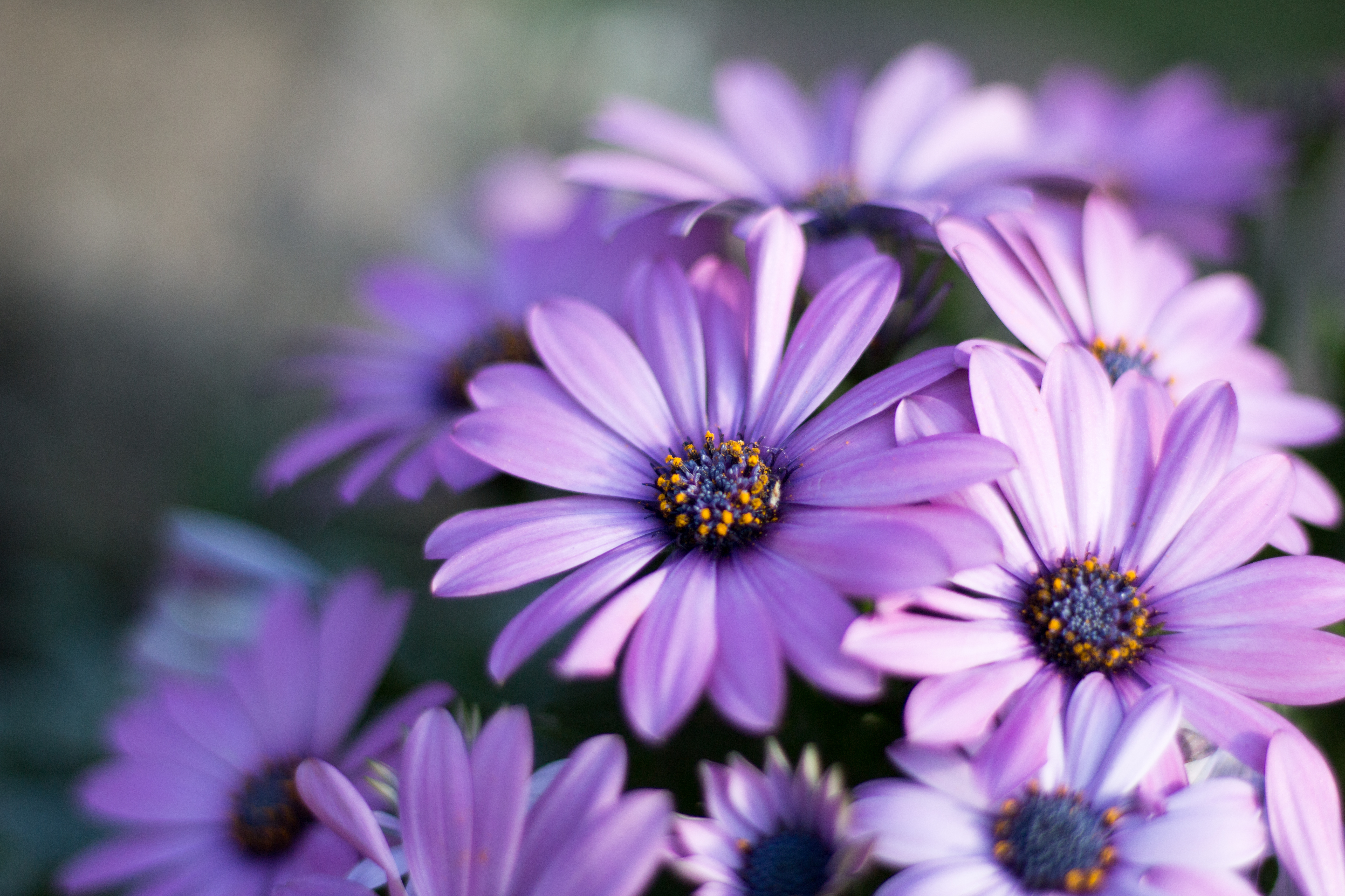 Purple flower in close-up | Free Stock Photo