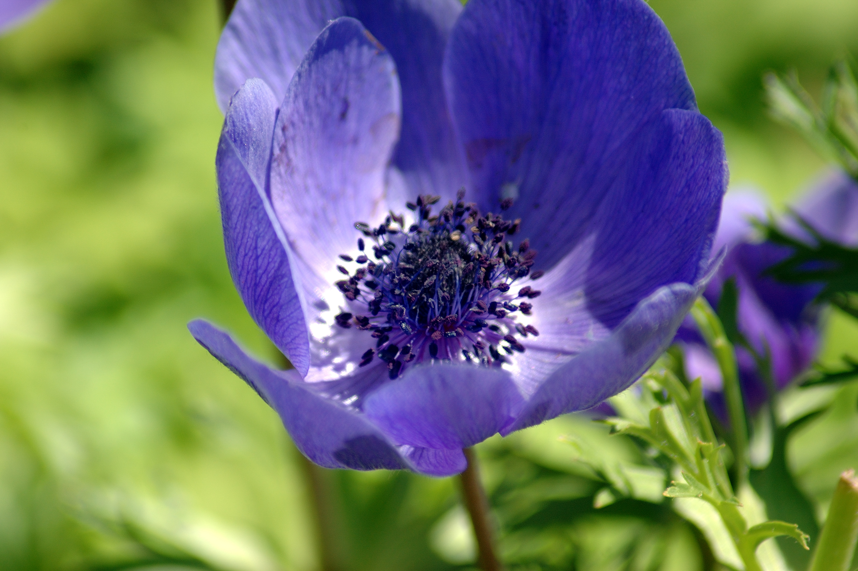 File:Purple Flower.jpg - Wikimedia Commons