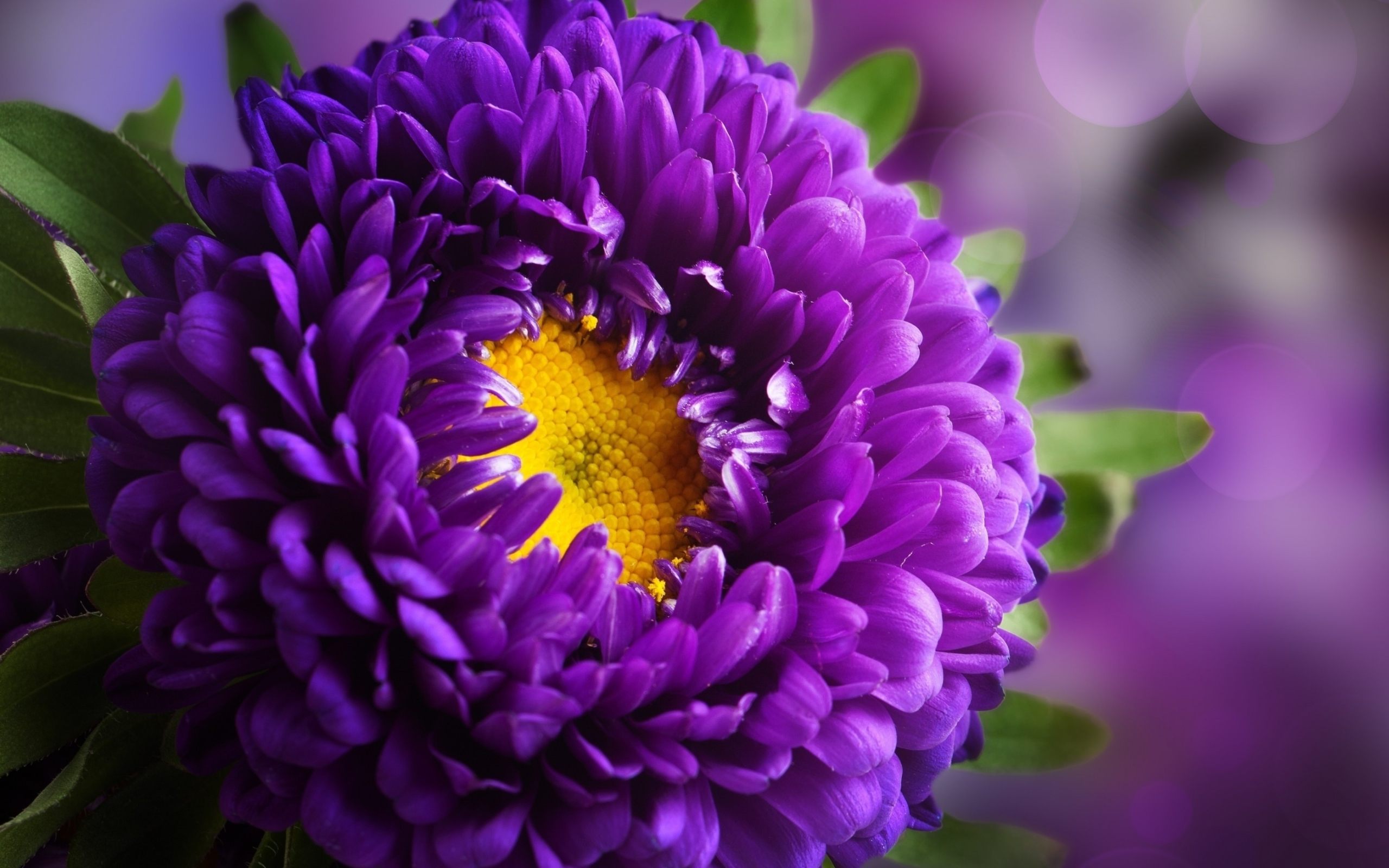Free Photo Purple Flower Bloom Flower Flowers Free Download Jooinn