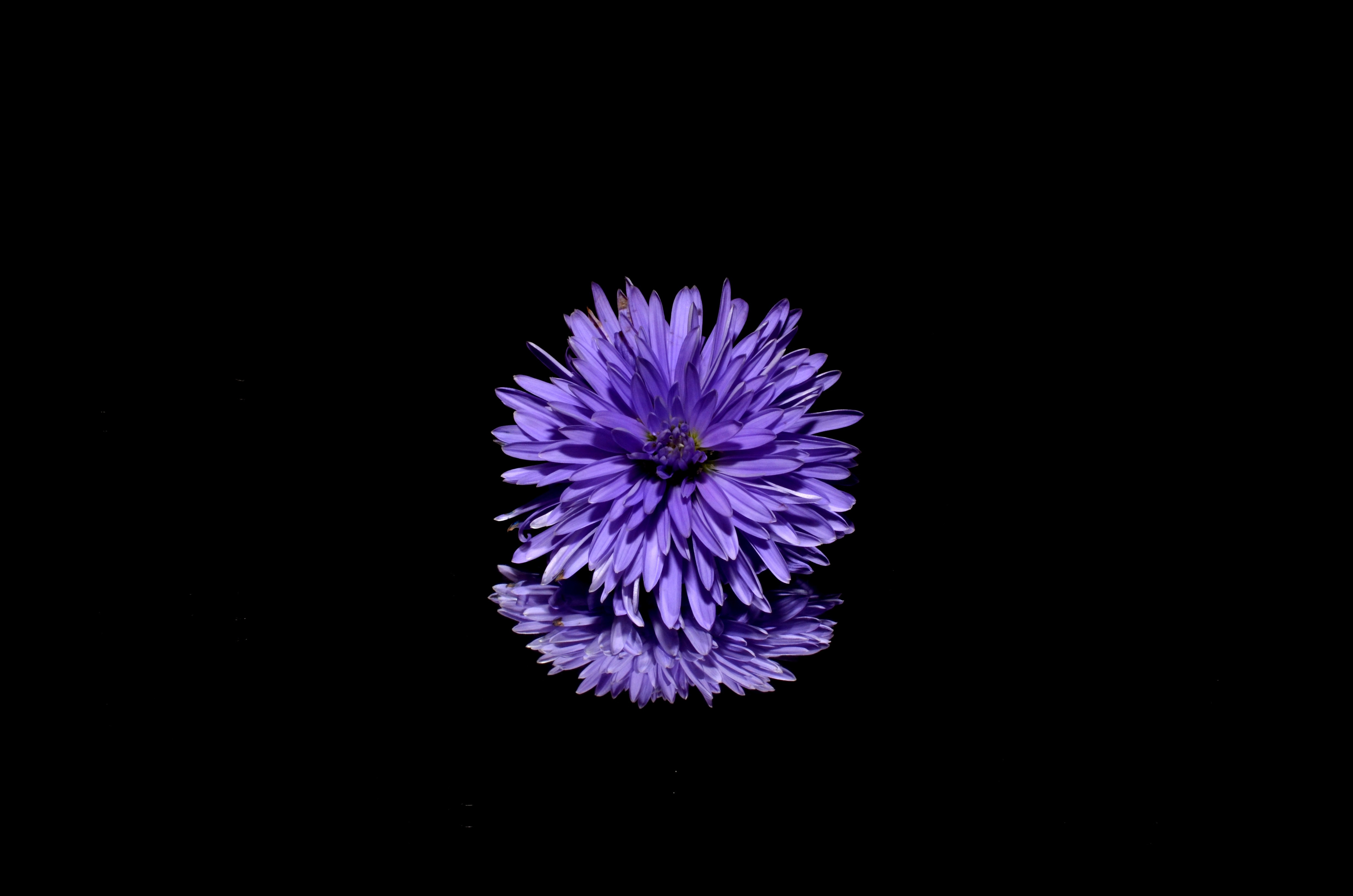 Blossom Purple Flower Black Background Reflection, HD Flowers, 4k ...