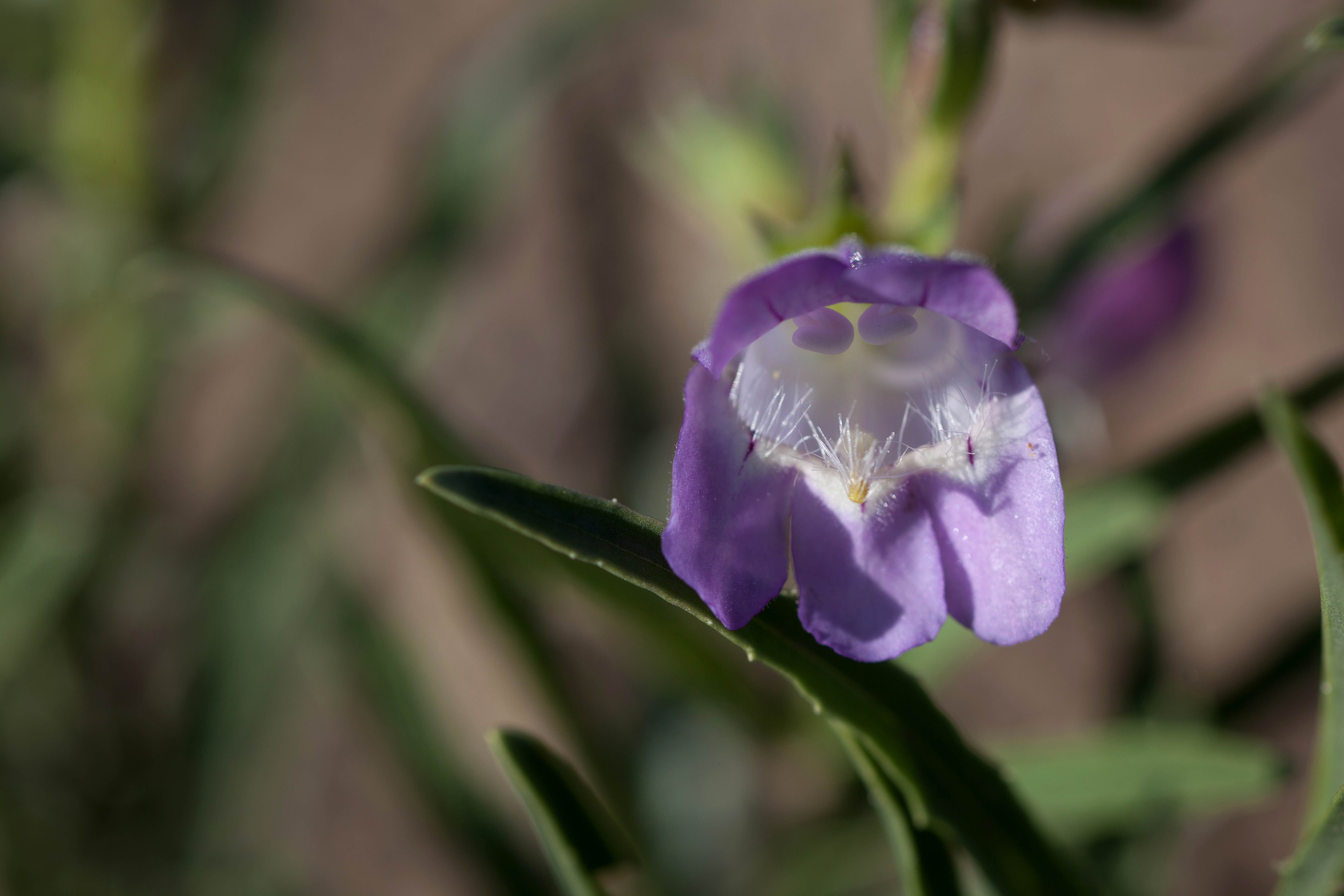 Free picture: up-close, purple, desert, wildflower, purple flower