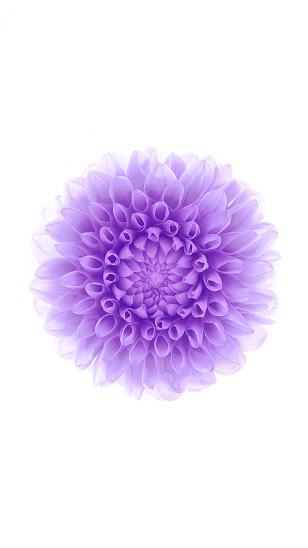 iPhone6wallpaper #purple #flower | iPhone 7 Wallpaper | Pinterest ...