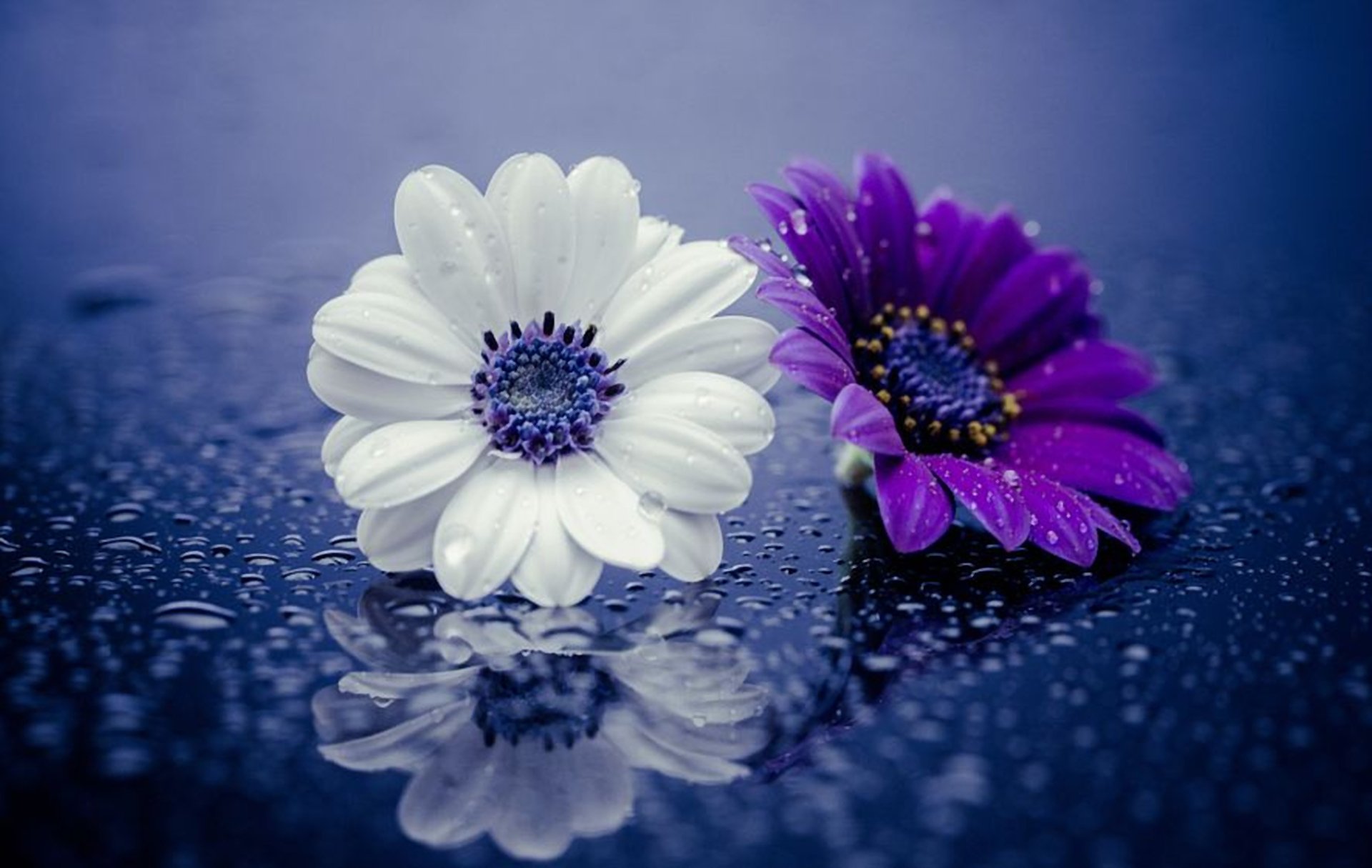 397 Daisy HD Wallpapers | Background Images - Wallpaper Abyss