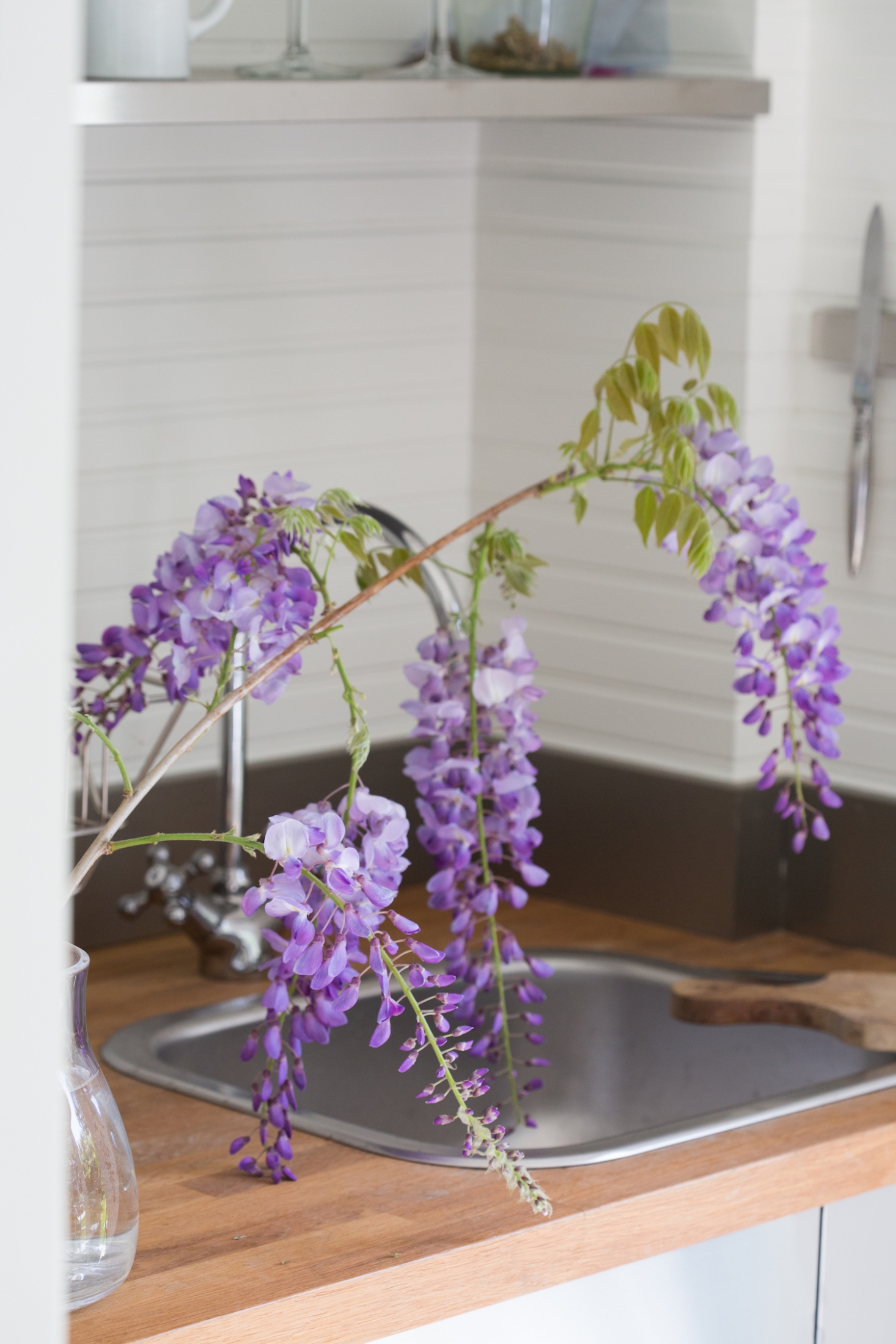 Mysterious Wisteria: An Irresistible Flower Goes from Vine to Vase ...