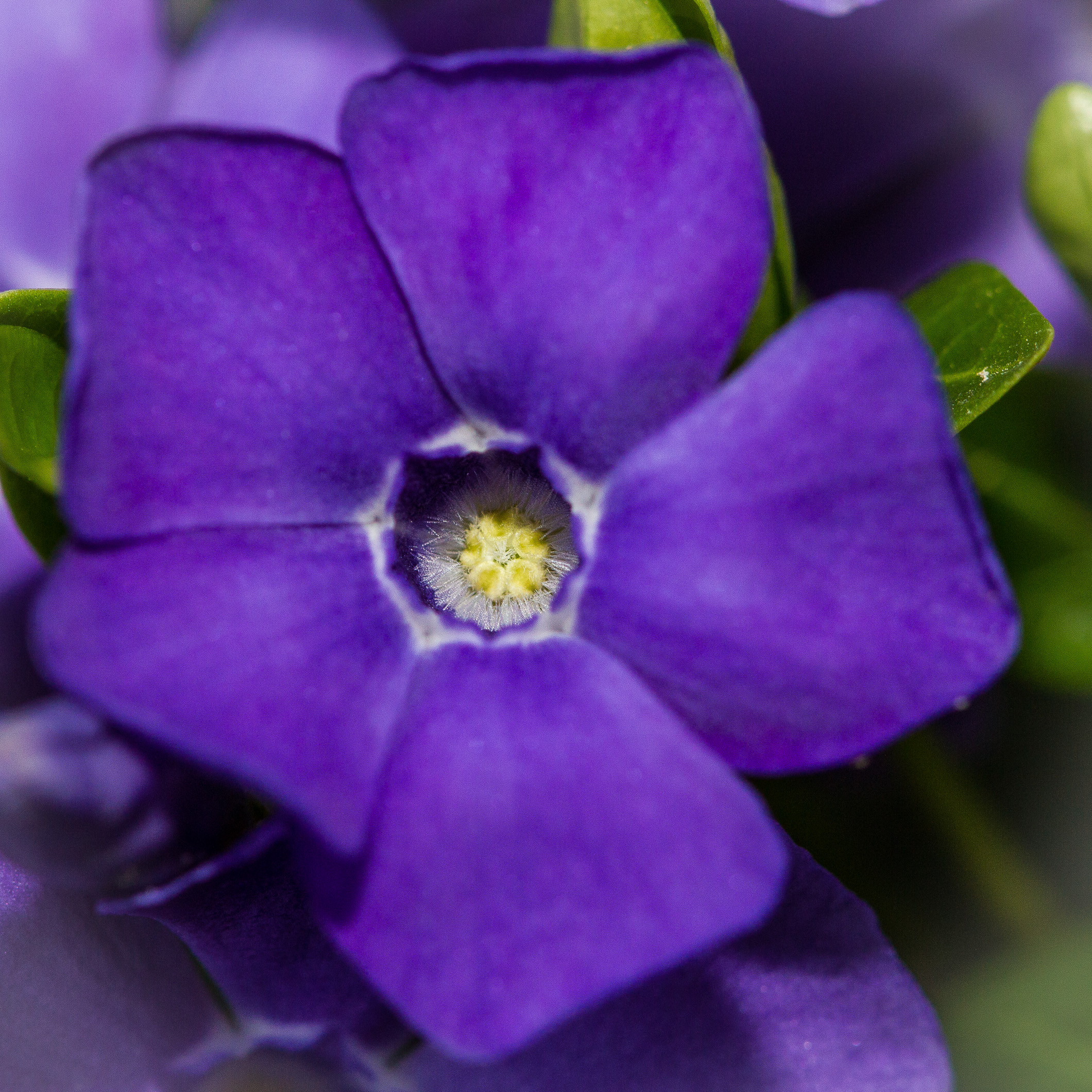 Purple Flower | Sean's Photos