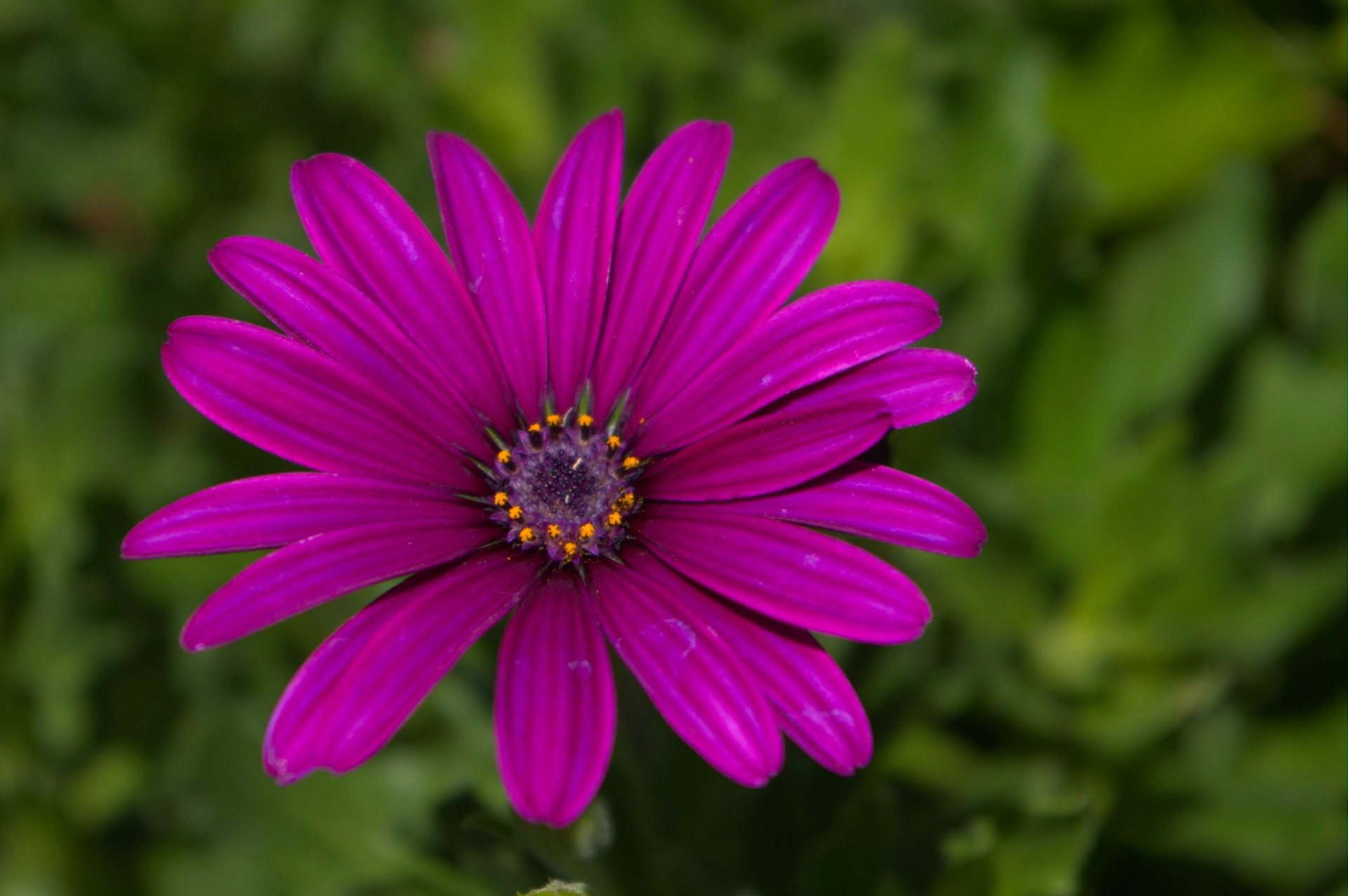 Single Purple Flower Free Stock Photo - Public Domain Pictures