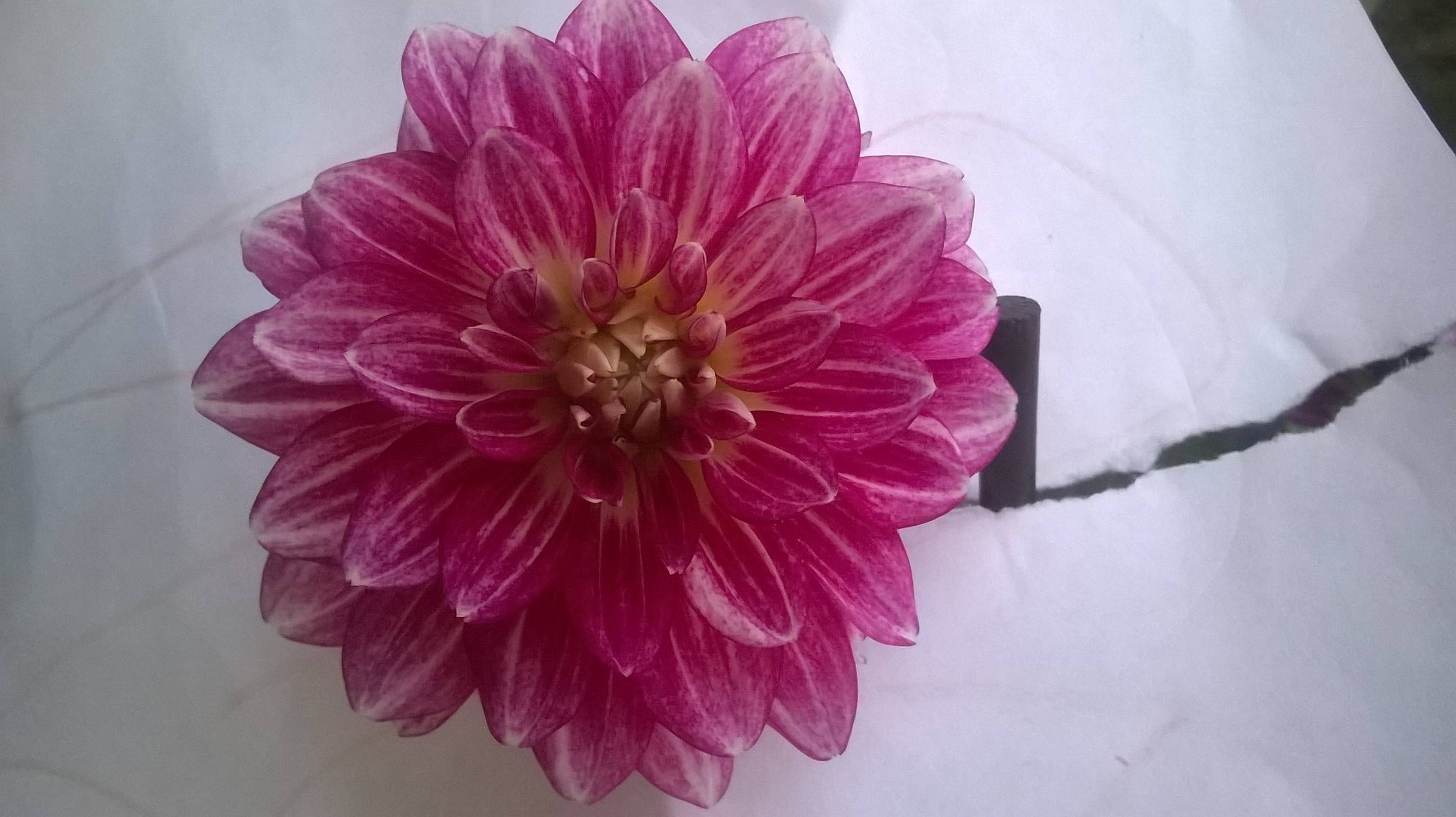 identification - What is this double pink/purple flower growing from ...