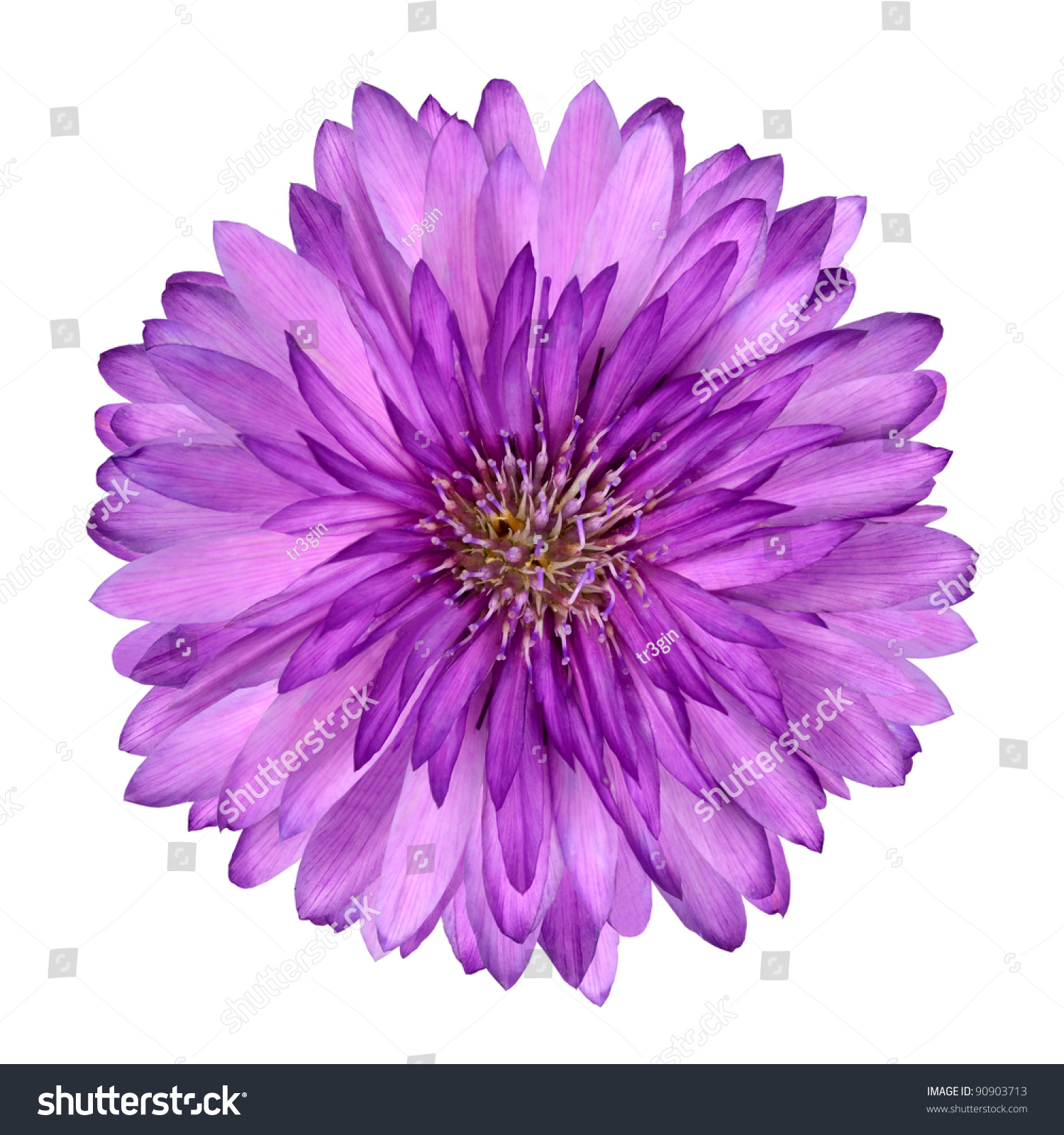 Cornflower Like Pink Purple Flower Isolated Stock Photo (Download ...