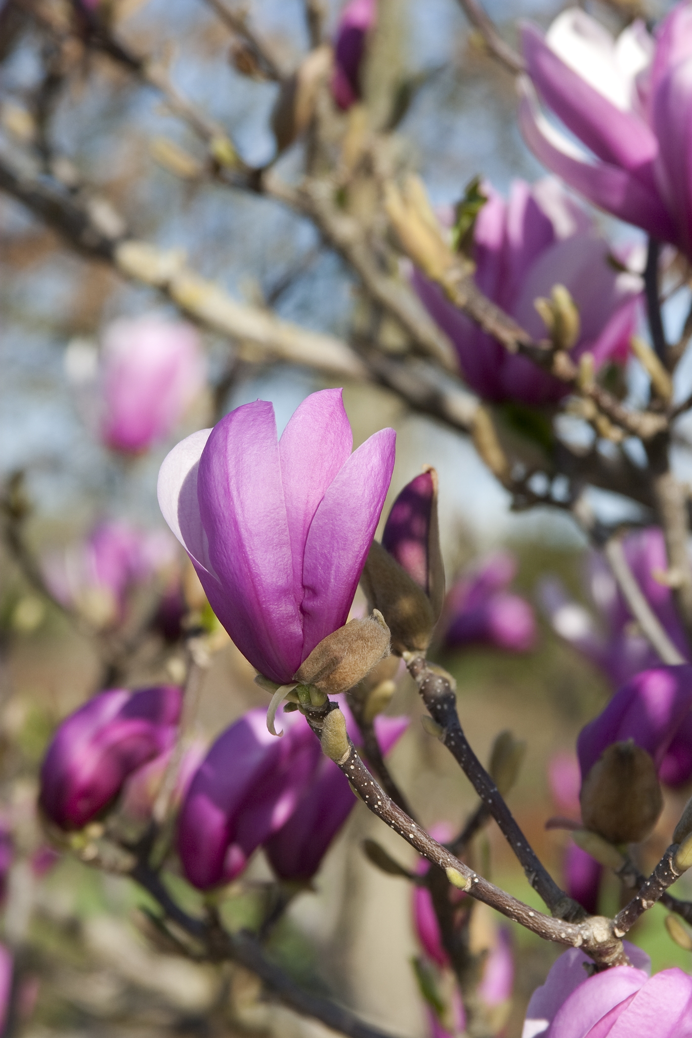 Purple Lily Magnolia - Monrovia - Purple Lily Magnolia