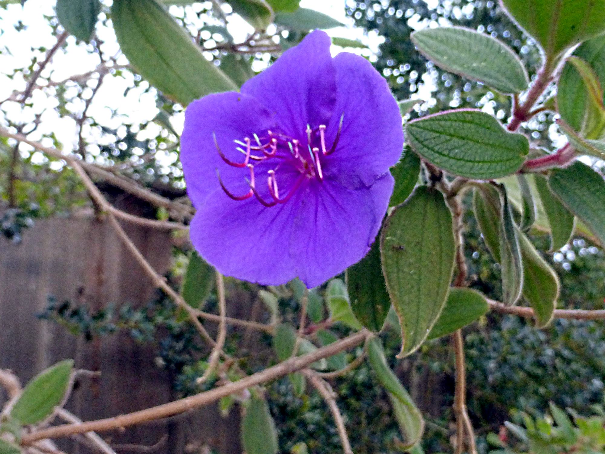 purple flower - Revolution Bioengineering