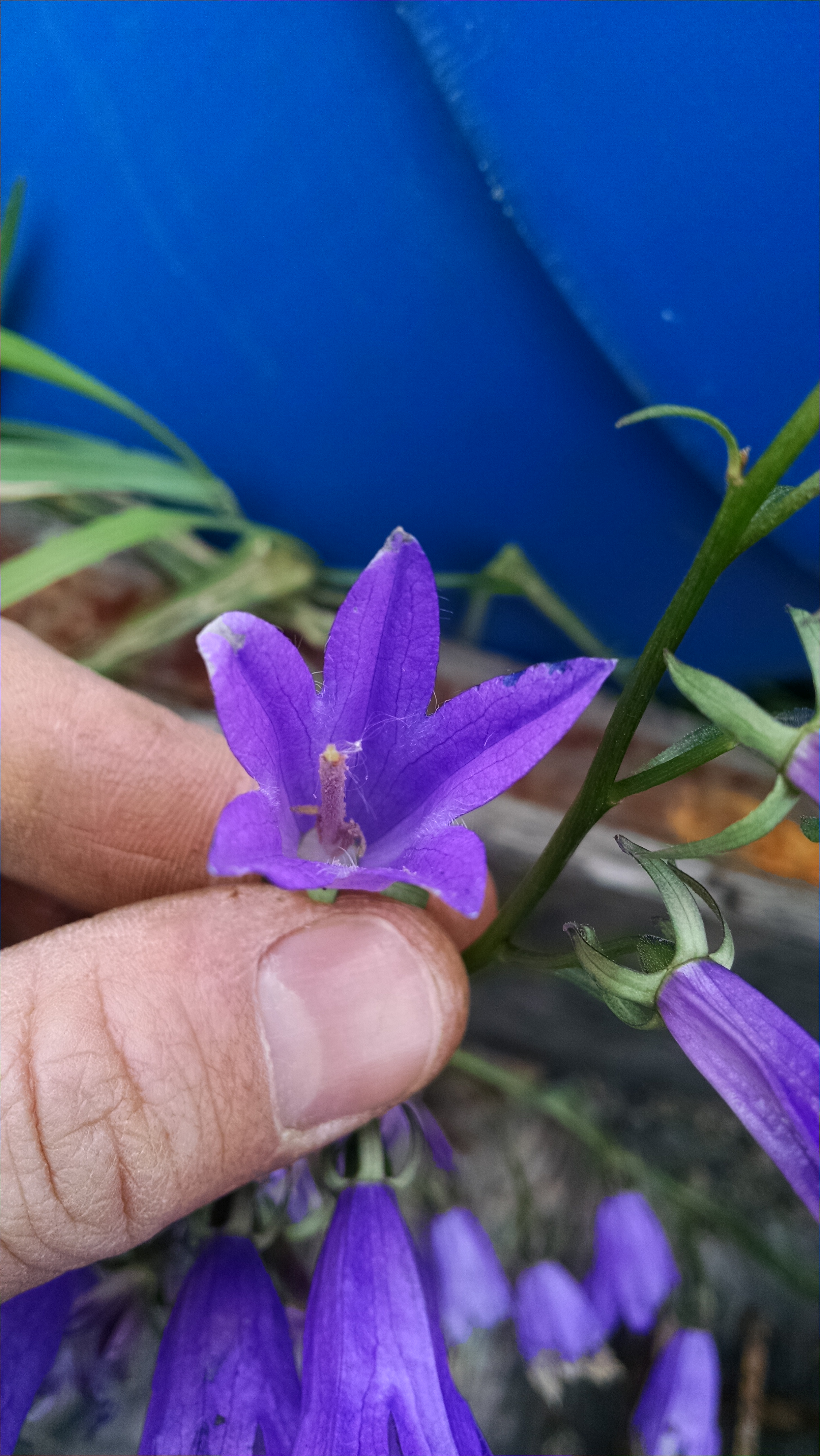 identify purple flower blooming in fall - Ask an Expert