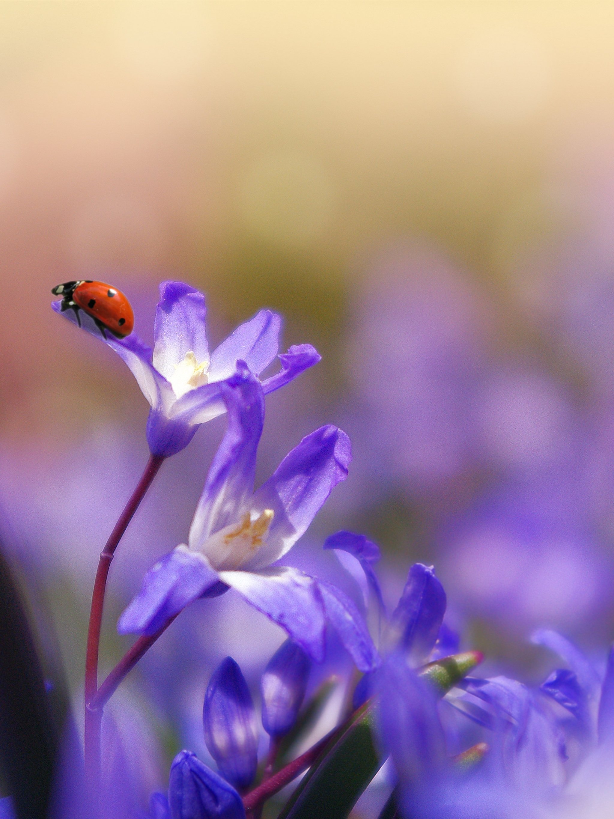 Ladybug on Purple Flower Wallpaper - Mobile & Desktop Background