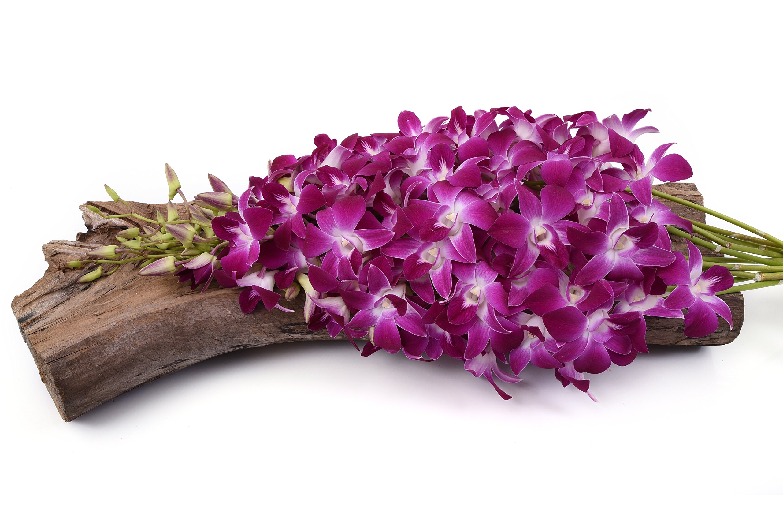 Amazon.com : Fresh Flowers - Just Orchids White Dendrobium : Fresh ...