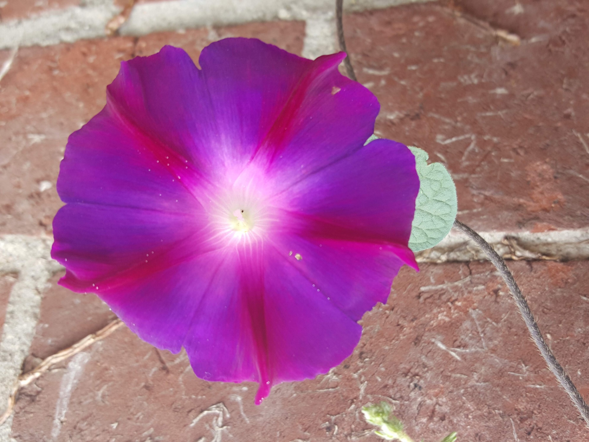 Big Purple Flower Free Stock Photo - Public Domain Pictures