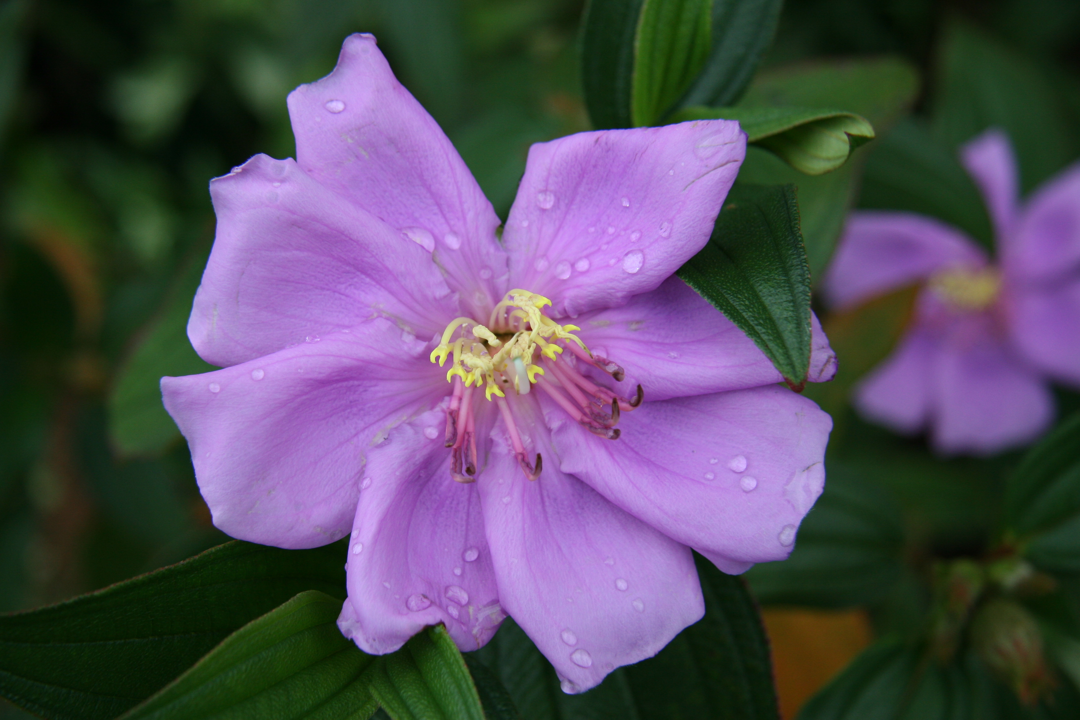 File:Individual Purple Flower.JPG - Wikimedia Commons