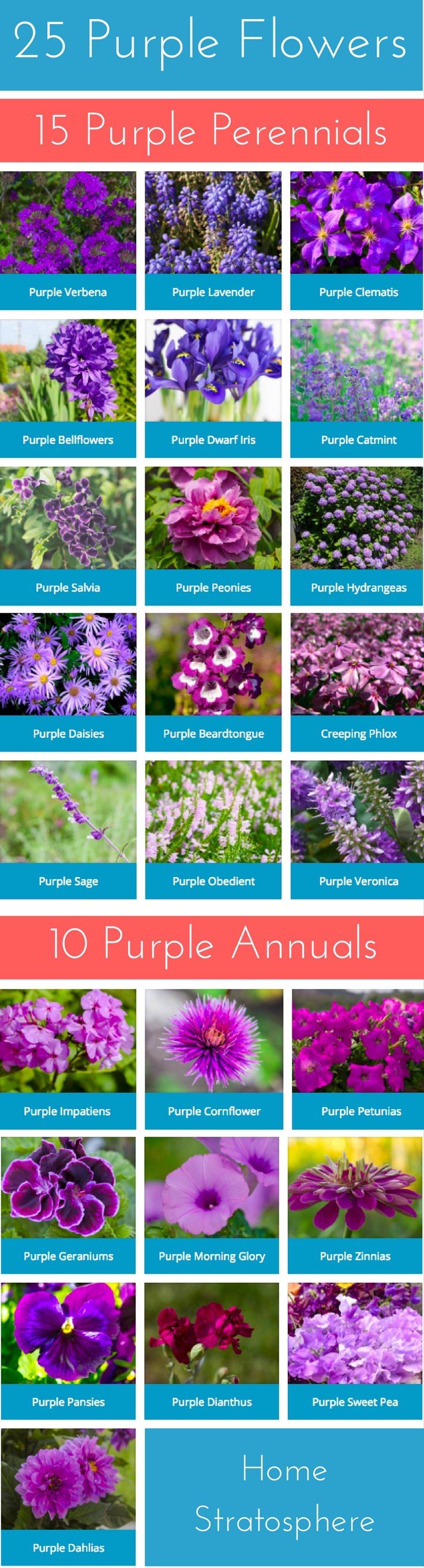 25 Purple Flower Ideas for Your Garden, Pots and Planters | Flower ...