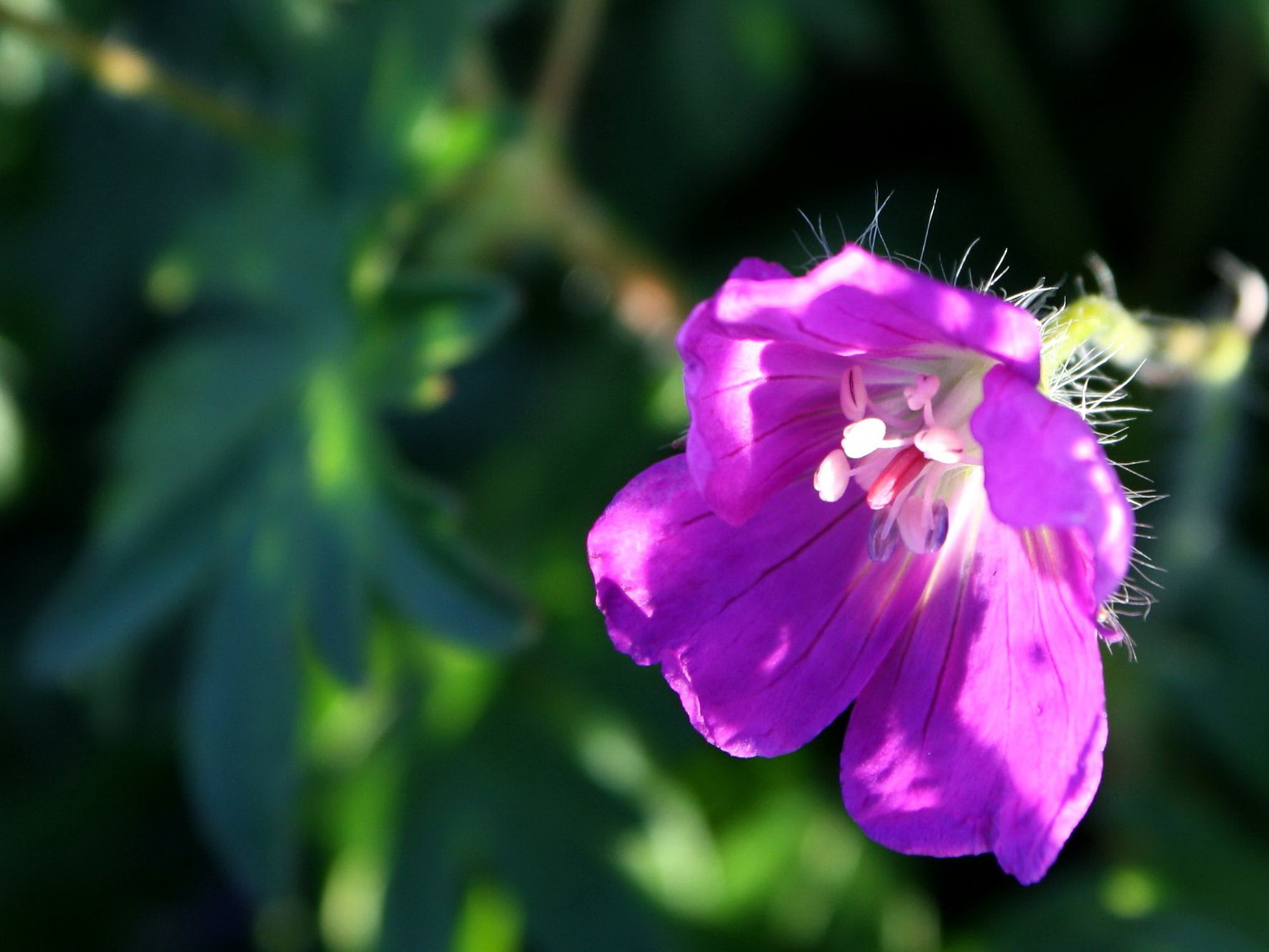 Free picture: purple, flower, suntays, big petals, pistil, pollen