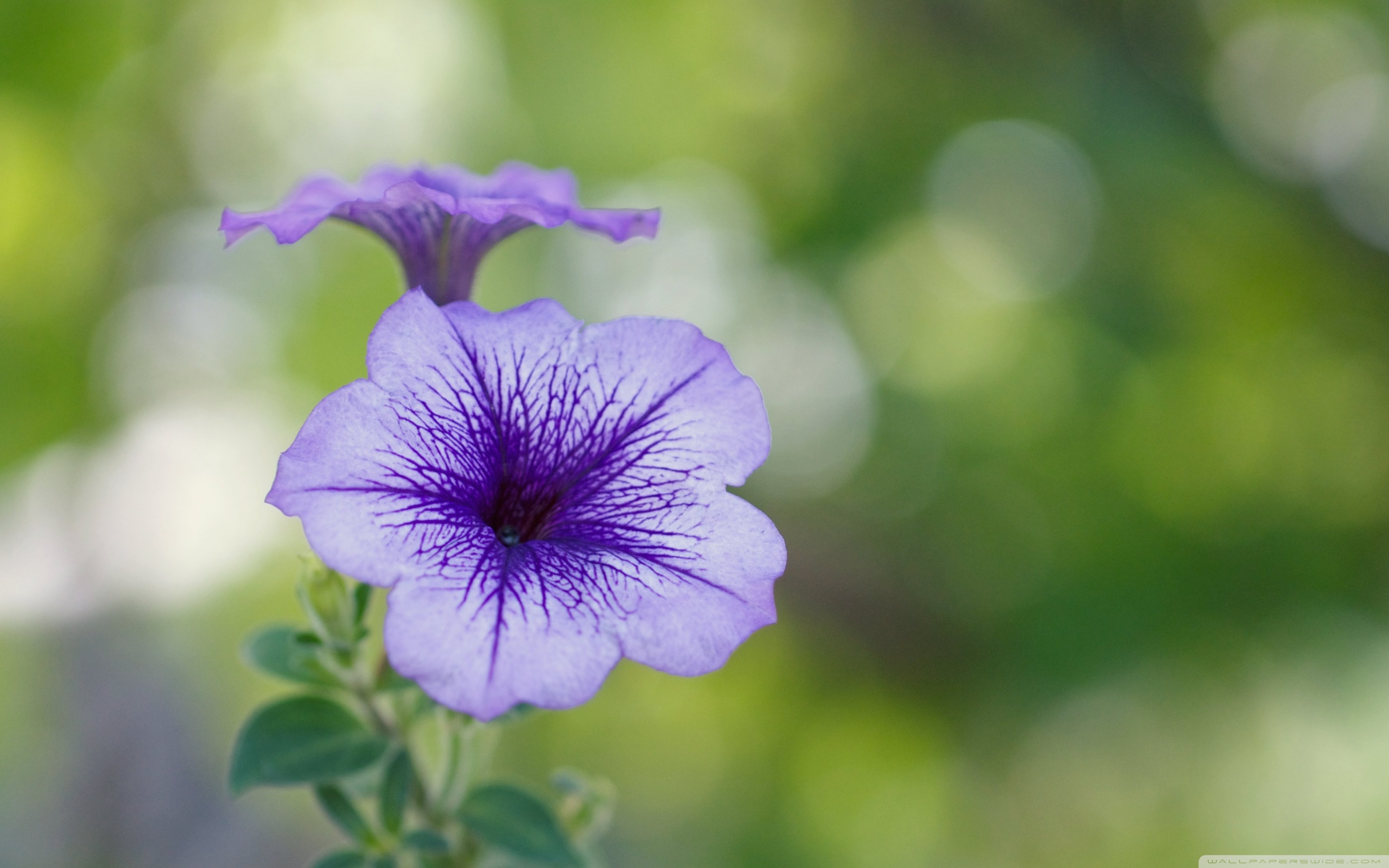 Purple Flower Bokeh ❤ 4K HD Desktop Wallpaper for • Dual Monitor ...