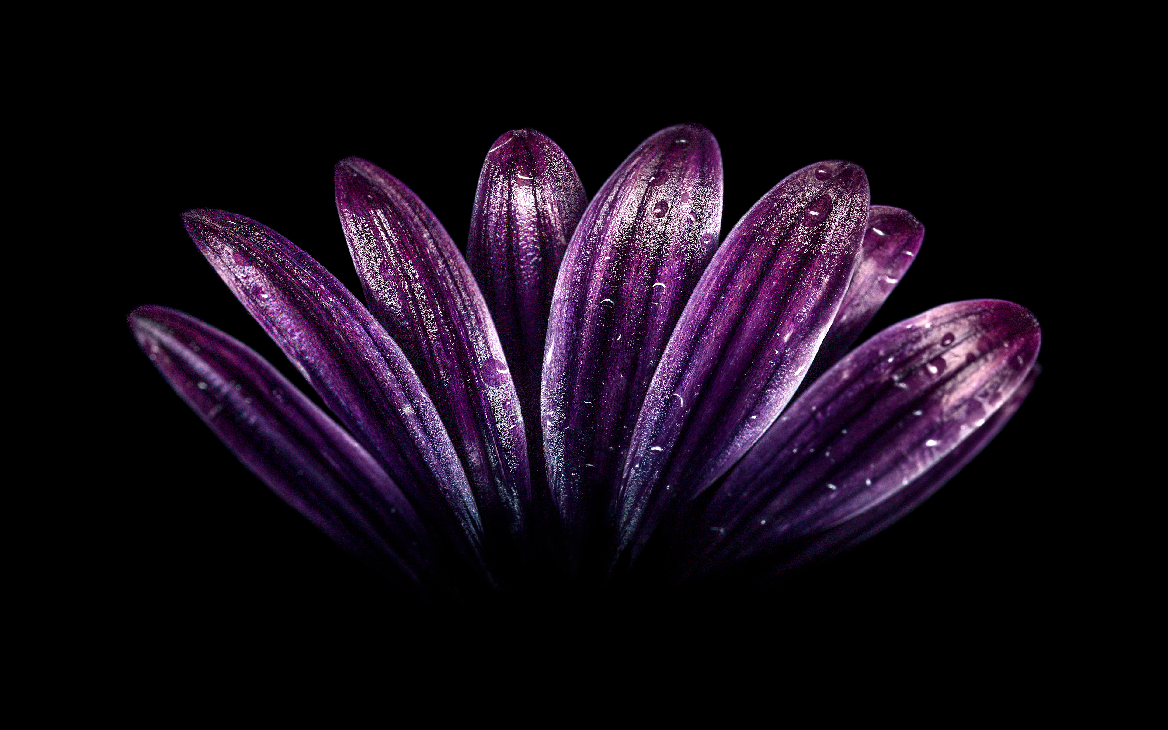 Dark Purple Flower 4K Wallpapers | HD Wallpapers | ID #24332