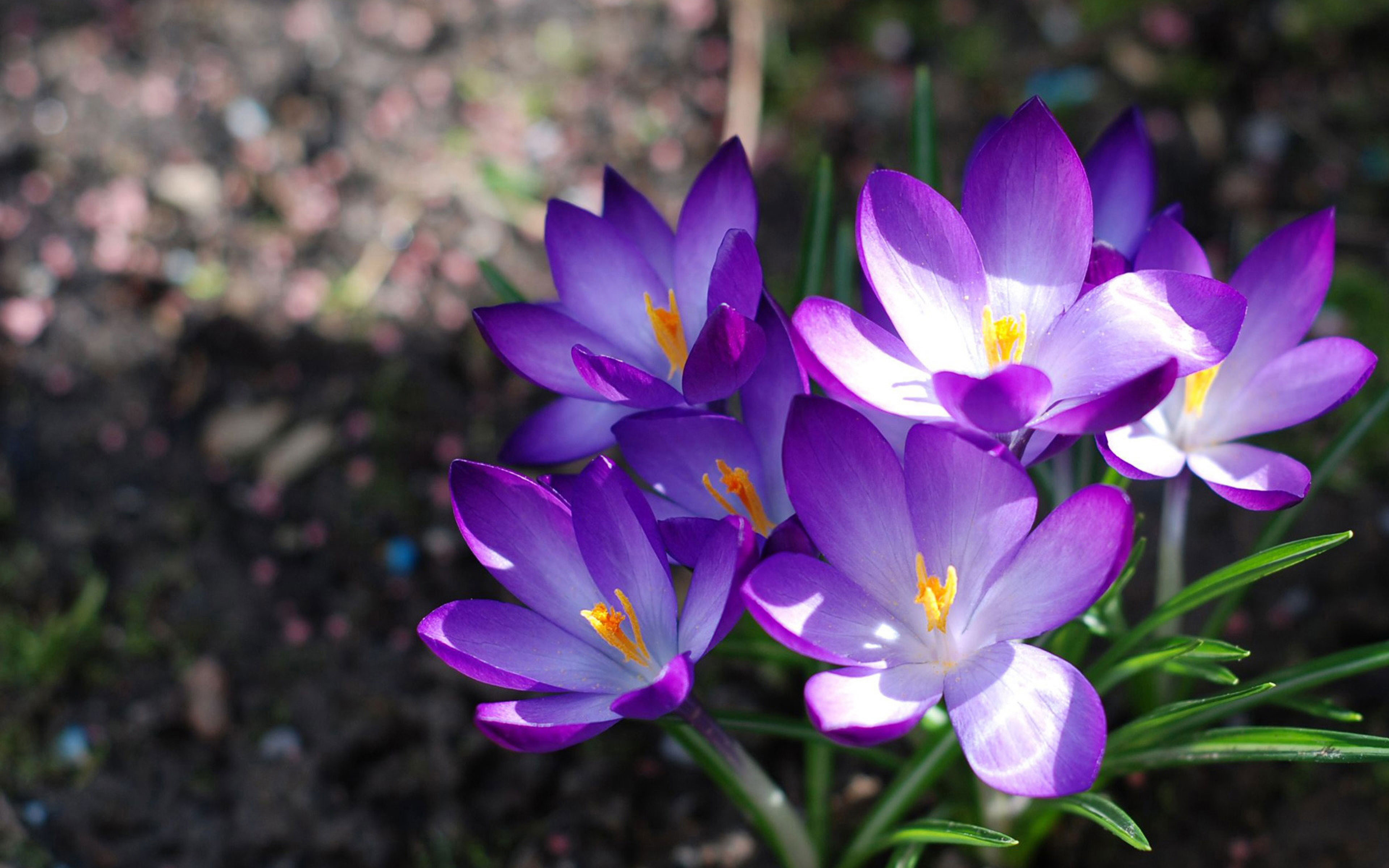 Картинки на заставку весенние цветы. Первоцветы крокусы. Крокус фиолетовый первоцвет. Крокус перпл. Первоцветы подснежники крокусы.