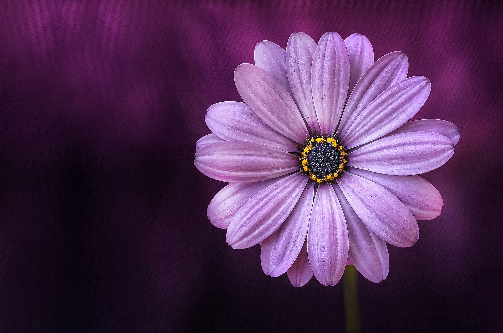 Free Photo Purple Flower Bloom Blossom Close Up Free Download Jooinn
