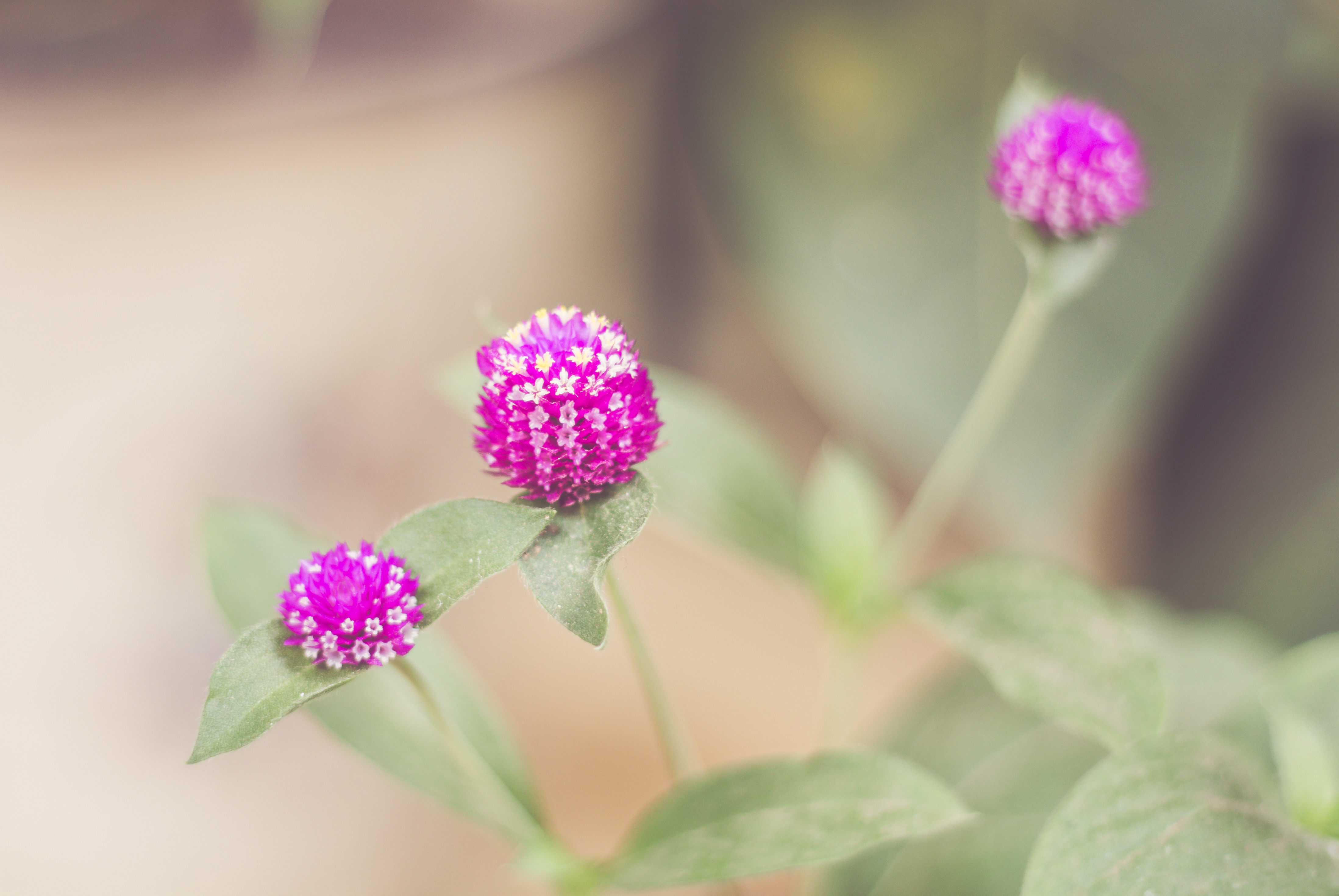 Purple flower photo