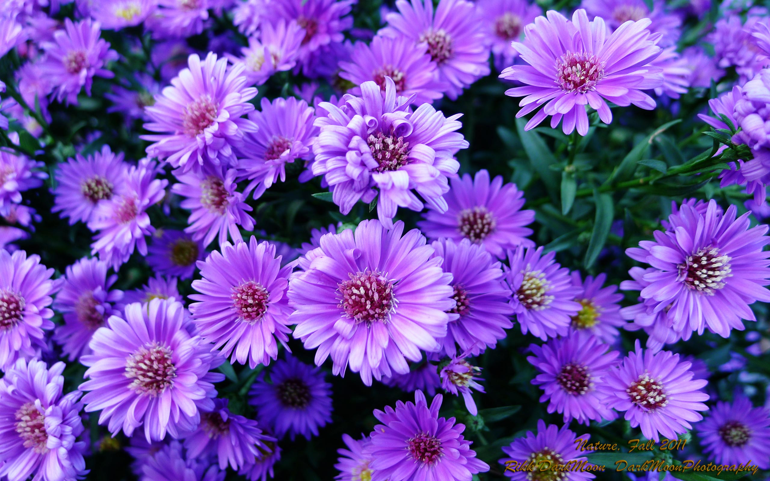 Purple Flower Image ~ Desktop Wallpaper Box