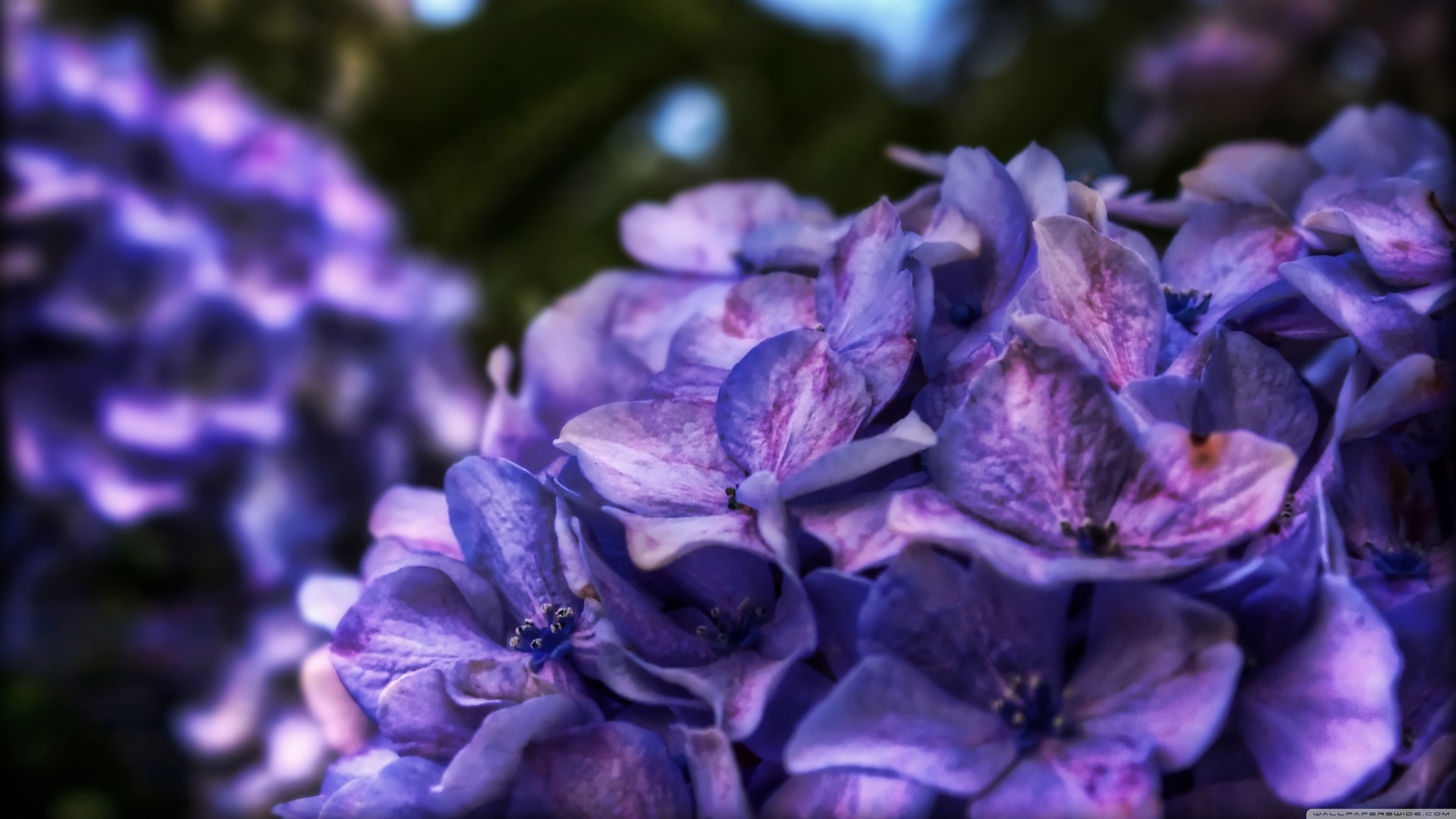 Dreamy Purple Flower ❤ 4K HD Desktop Wallpaper for 4K Ultra HD TV ...