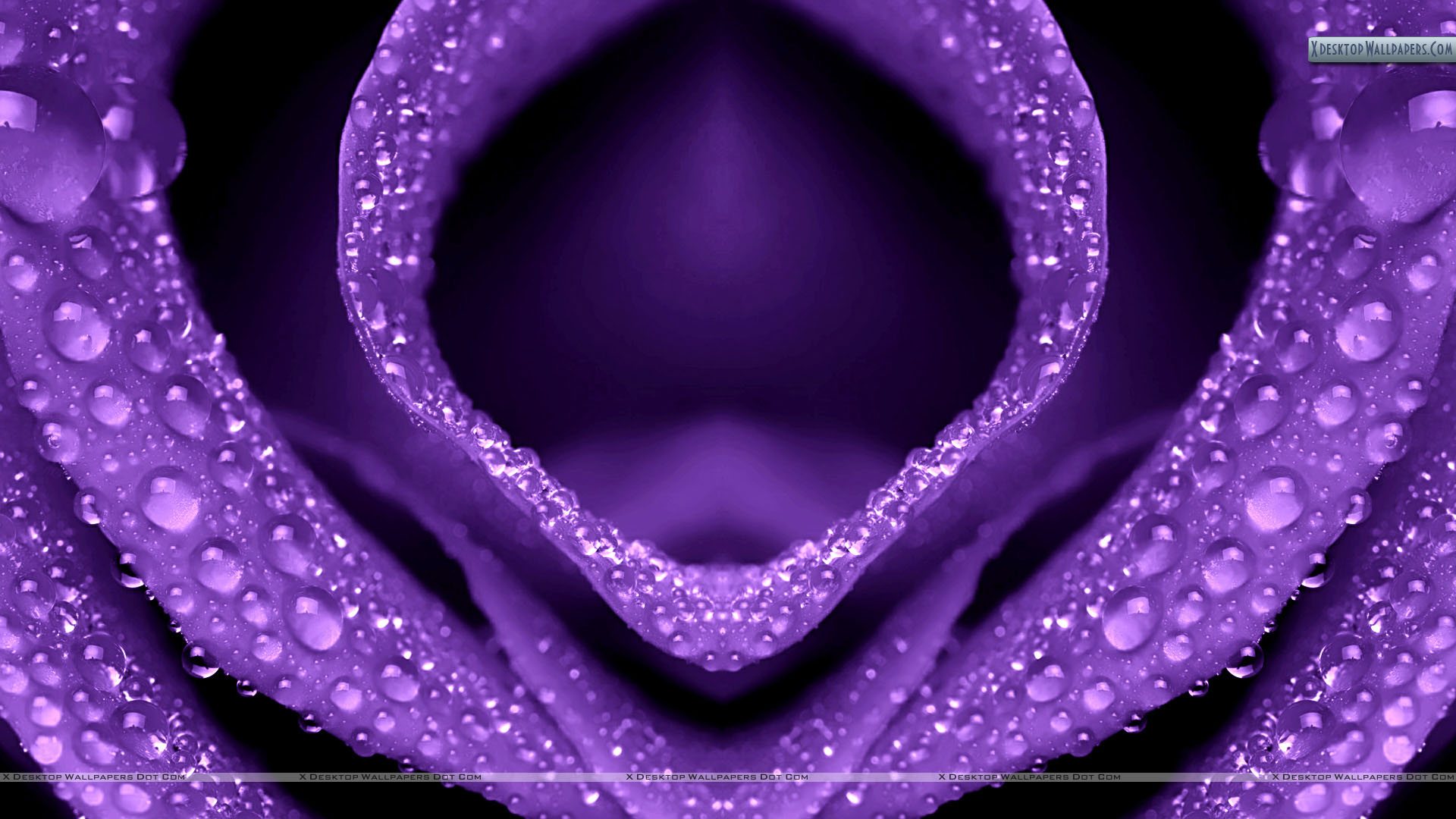 Drops On Purple Flower Closeups Wallpaper