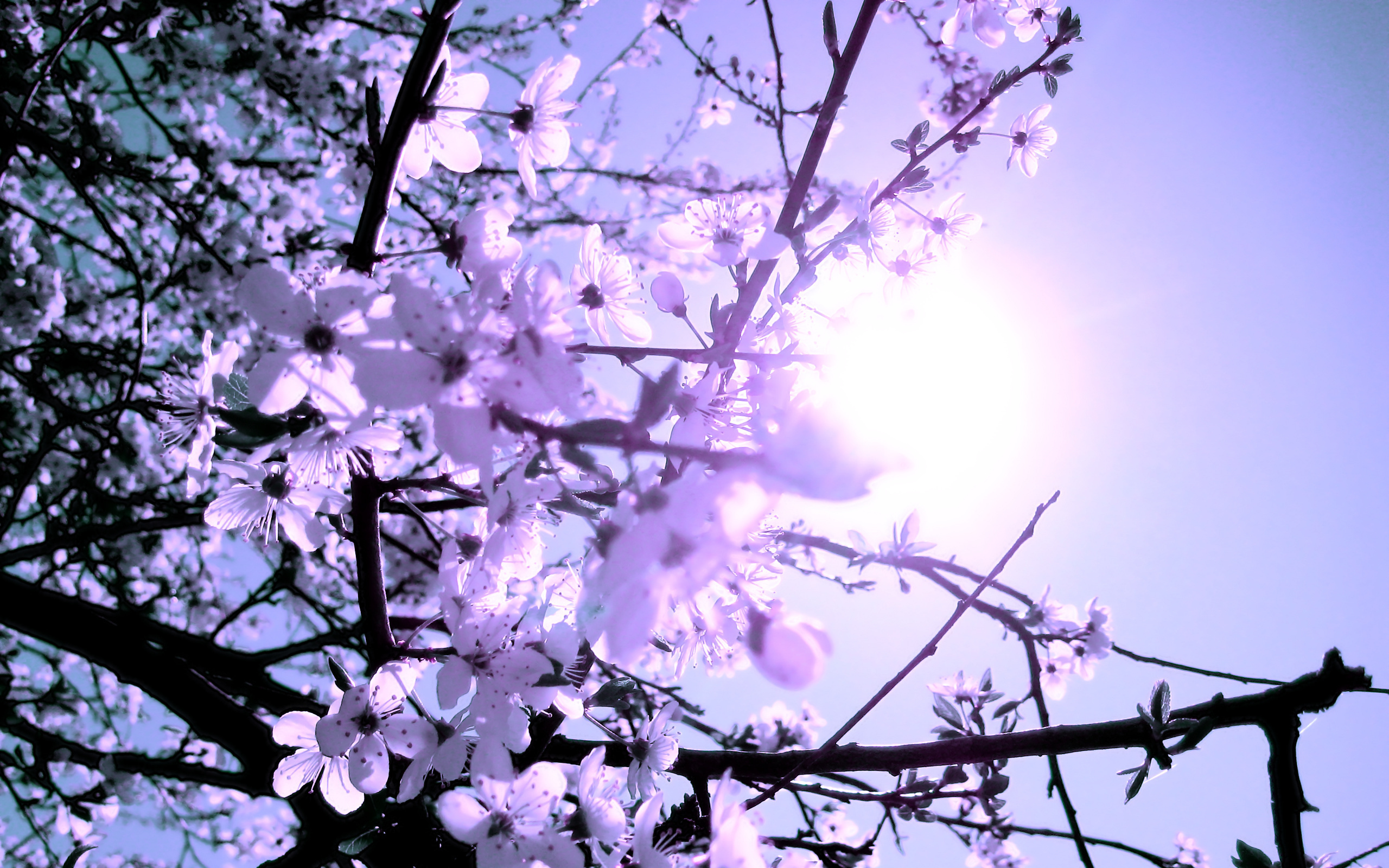 Tree spring flowers branches blossoms wallpaper | 2560x1600 | 136226 ...