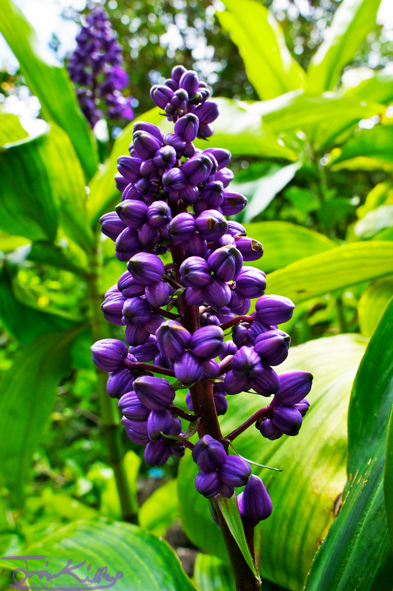 Purple Flower Buds by JKase911 on DeviantArt