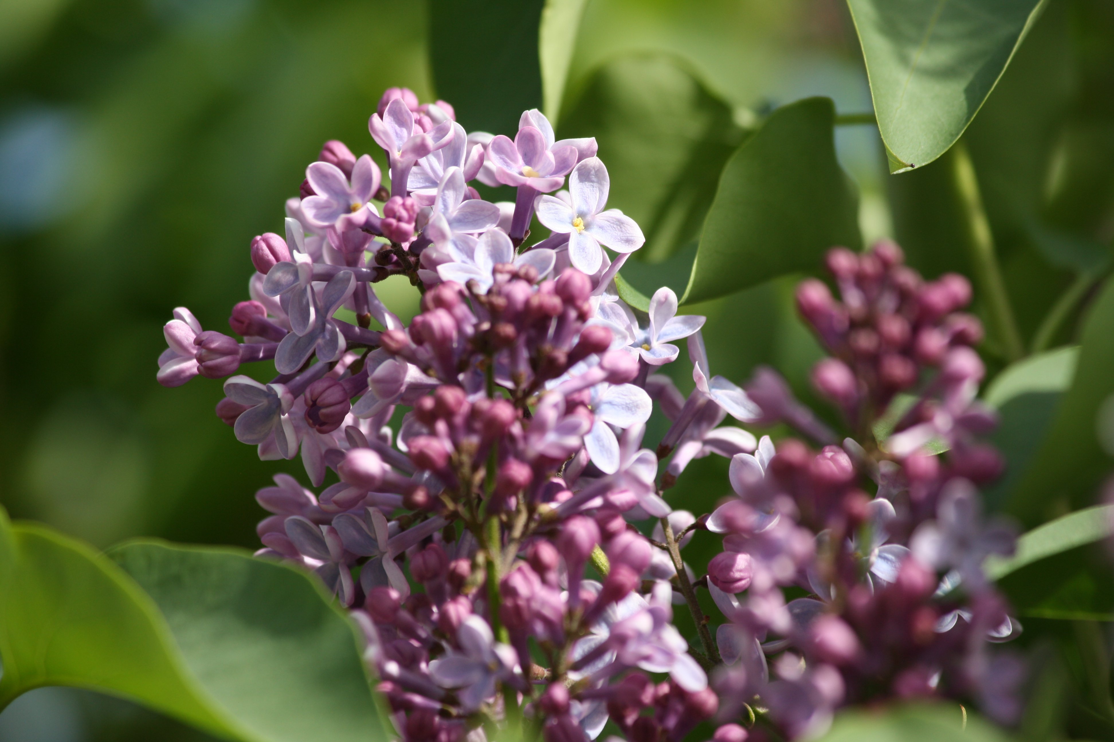Purple Lilac Flowers and Buds Picture | Free Photograph | Photos ...