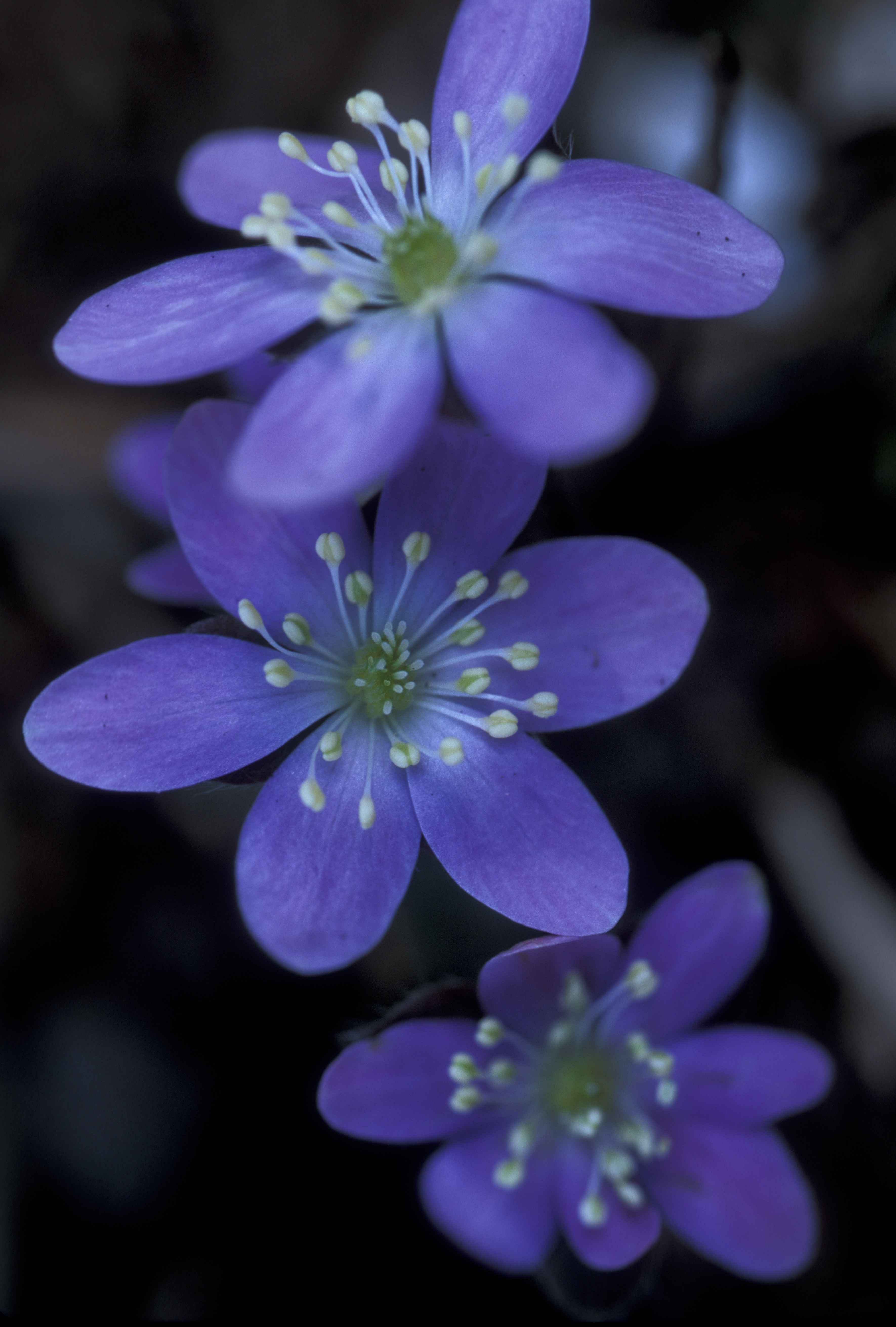 Free picture: up-close, purple flowers, roundlobe, hepatica, plant
