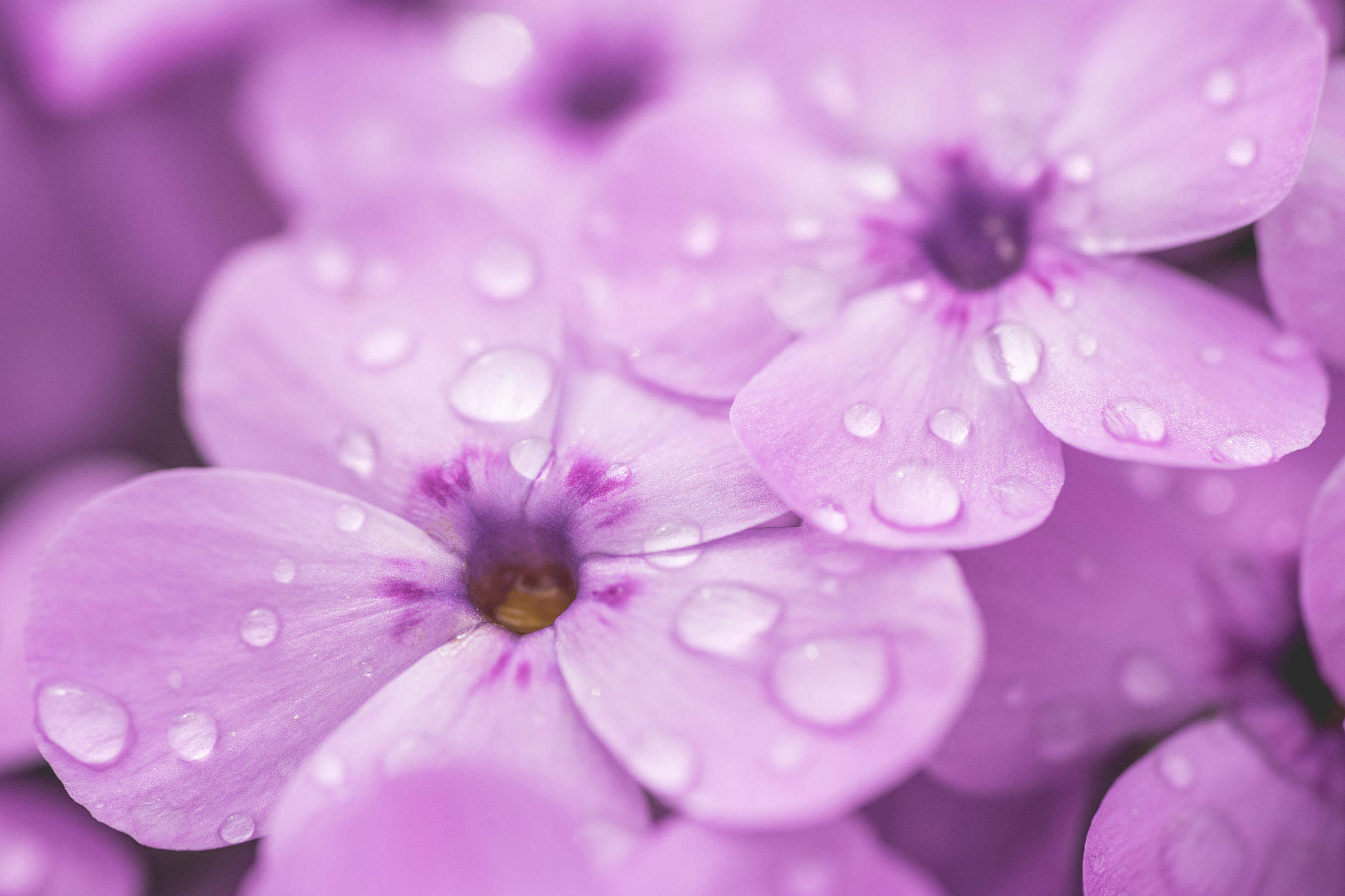 Raindrops on Violet Flower Close Up Free Stock Photo Download | picjumbo